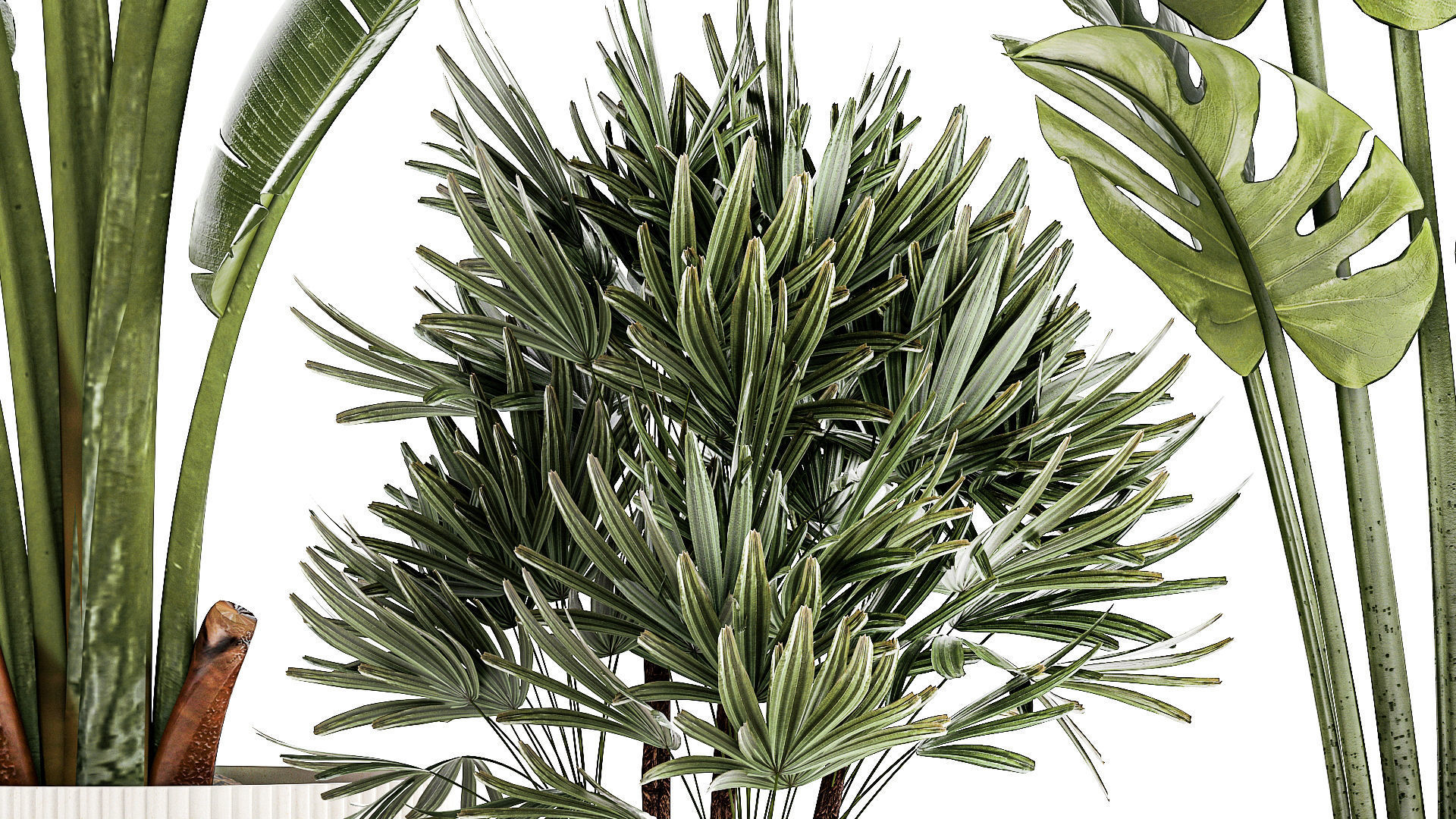 Set of small Strelitzia Monstera Raphis Palm plants 1452 3D model_6