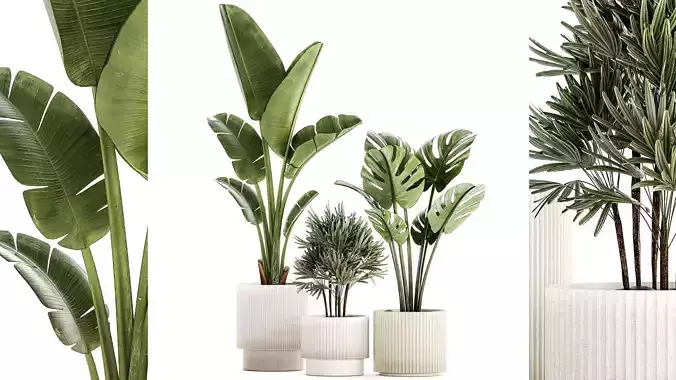 Set of small Strelitzia Monstera Raphis Palm plants 1452 3D model