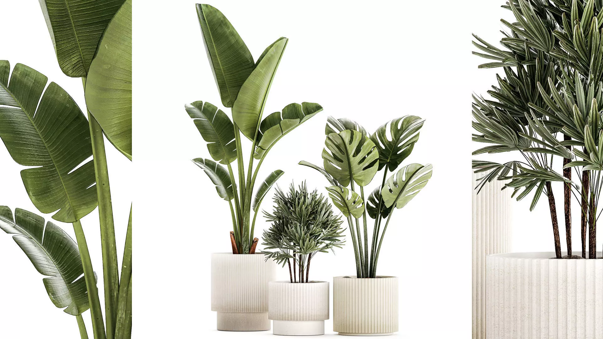 Set of small Strelitzia Monstera Raphis Palm plants 1452 3D model_0