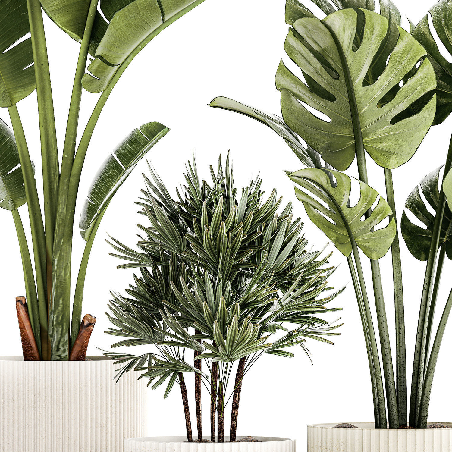 Set of small Strelitzia Monstera Raphis Palm plants 1452 3D model_9