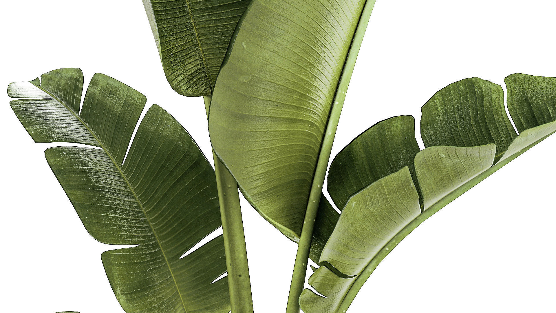 Set of small Strelitzia Monstera Raphis Palm plants 1452 3D model_4