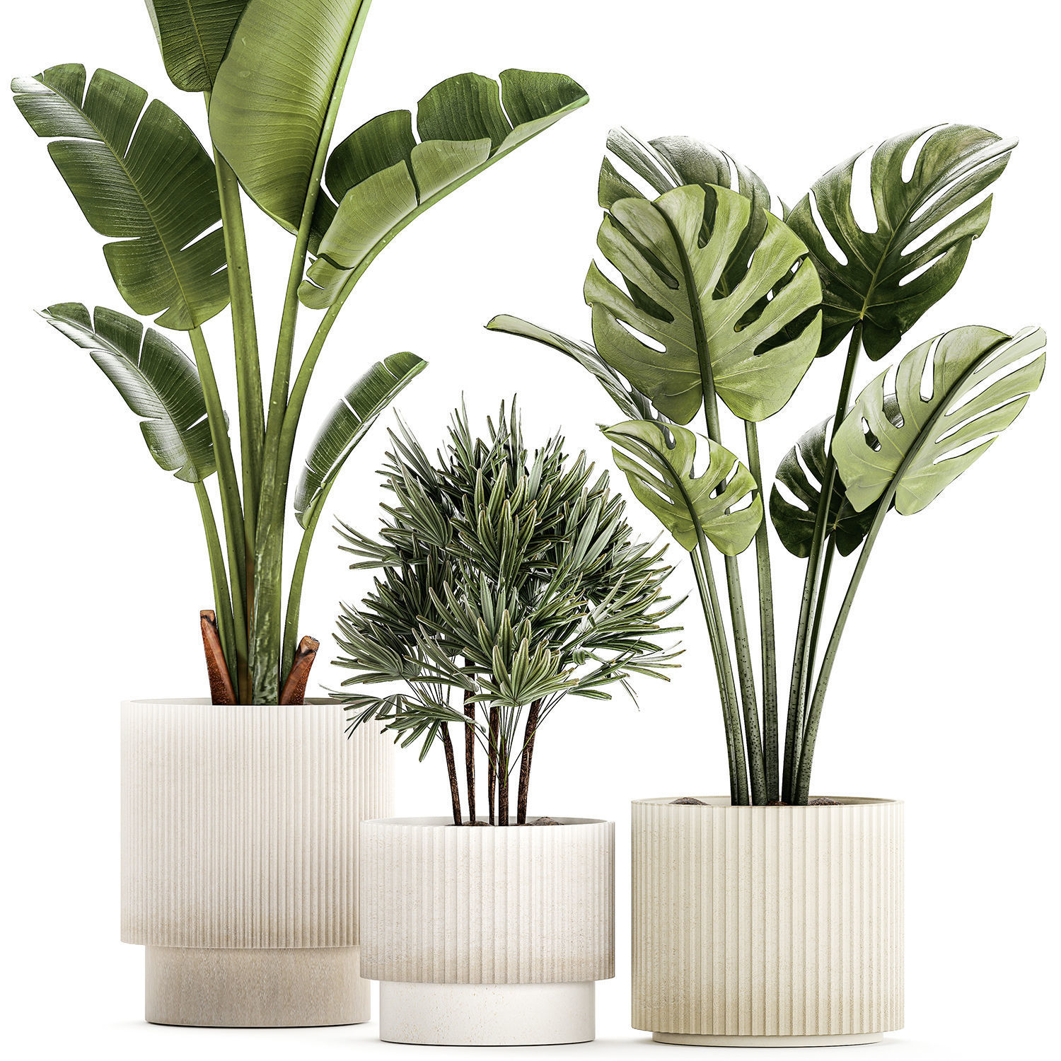 Set of small Strelitzia Monstera Raphis Palm plants 1452 3D model_12