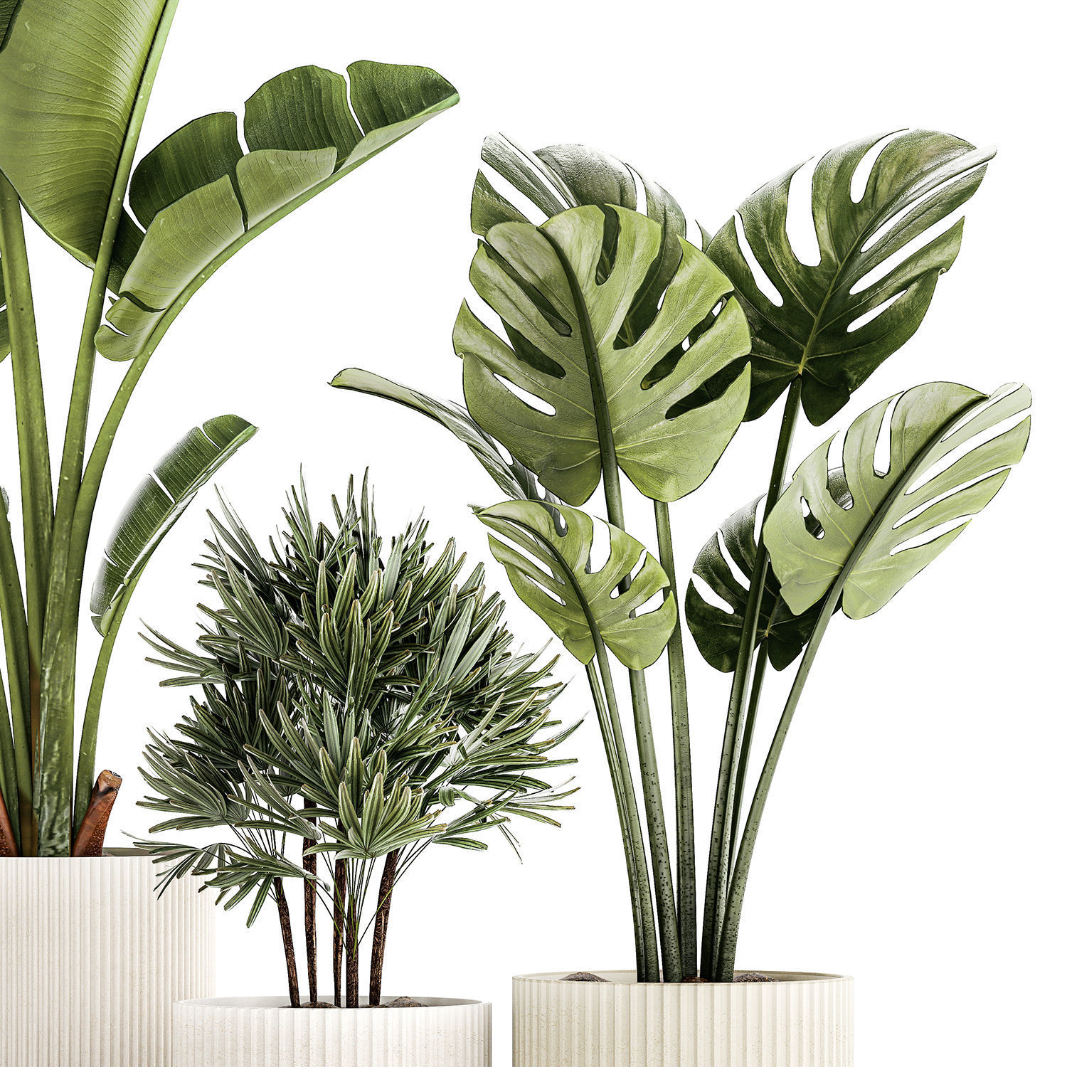 Set of small Strelitzia Monstera Raphis Palm plants 1452 3D model_11