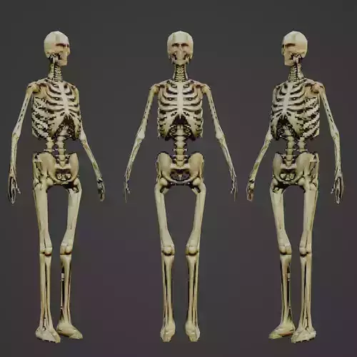 Lowpoly Skeleton Character