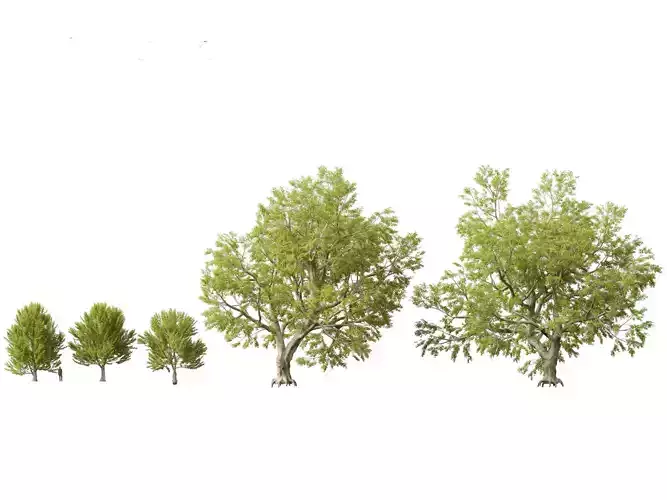 Fagus sylvatica - European beech 02