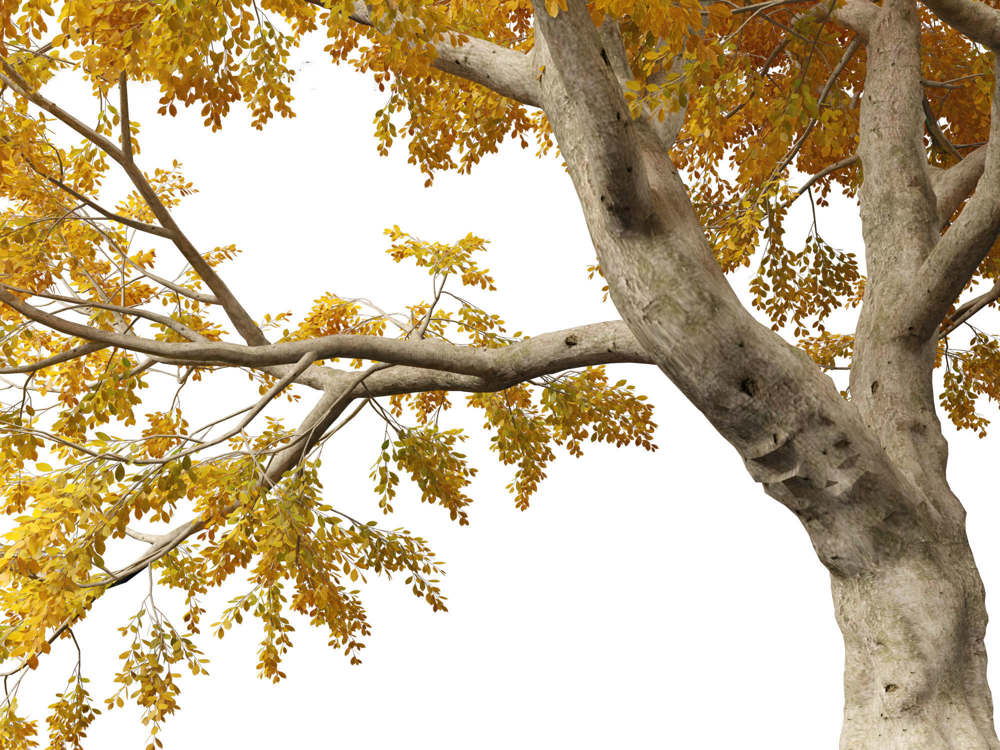 HighPoly - LowPoly - Fagus sylvatica - European beech 03 Low-poly 3D model_2