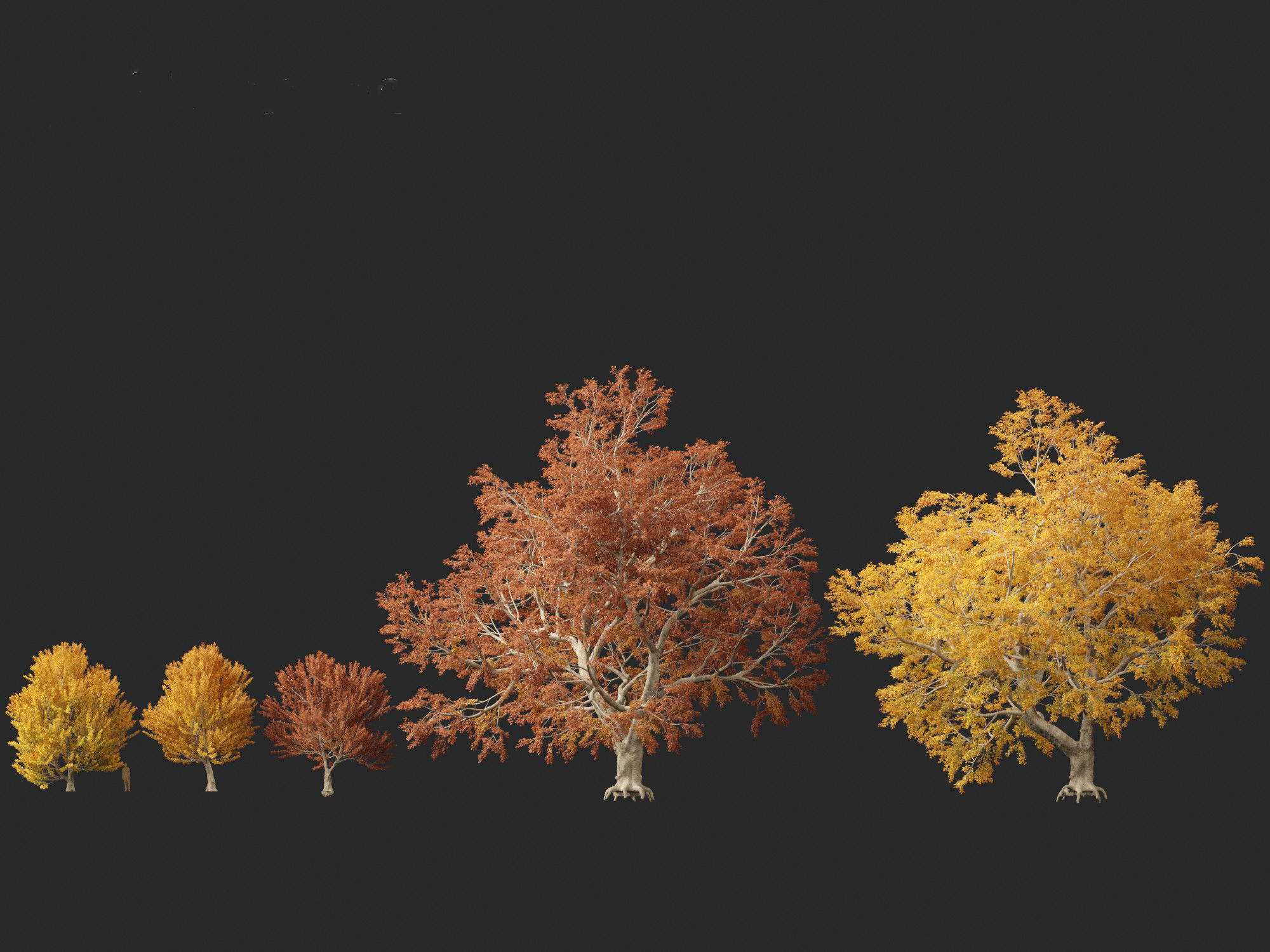 HighPoly - LowPoly - Fagus sylvatica - European beech 03 Low-poly 3D model_4