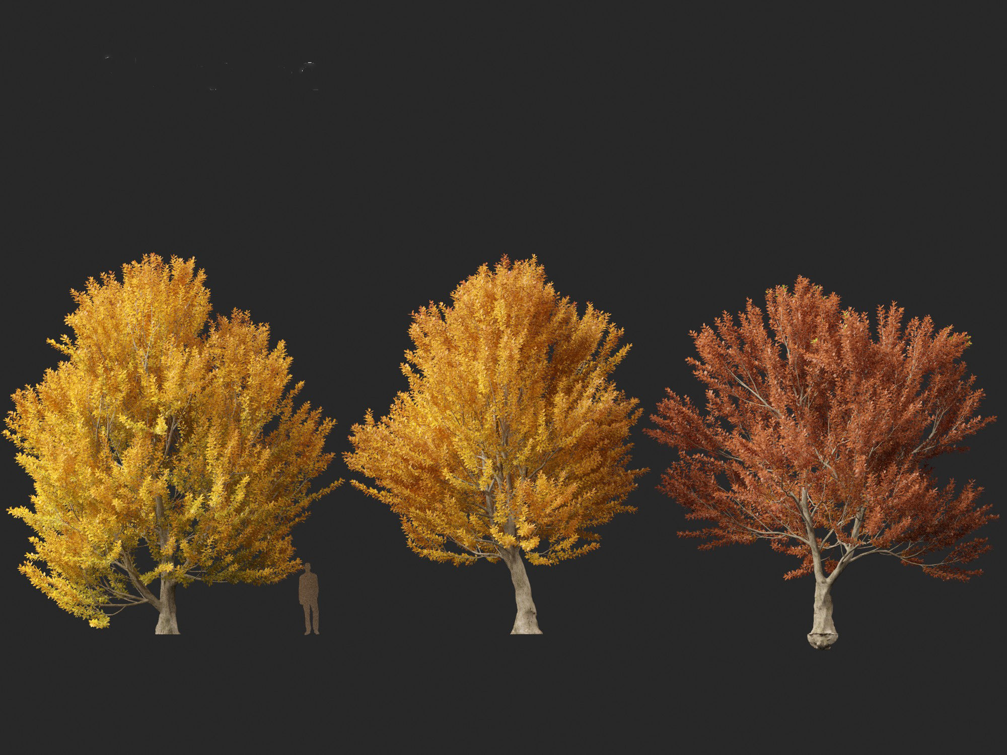 HighPoly - LowPoly - Fagus sylvatica - European beech 03 Low-poly 3D model_6