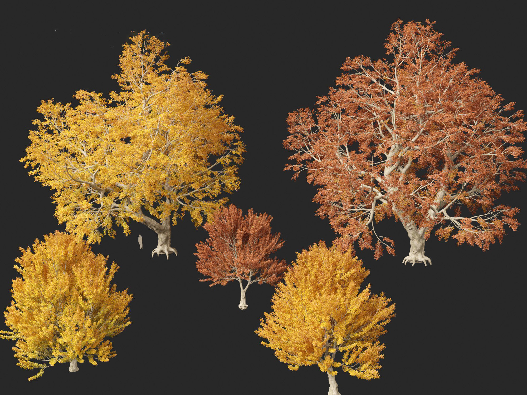 HighPoly - LowPoly - Fagus sylvatica - European beech 03 Low-poly 3D model_1