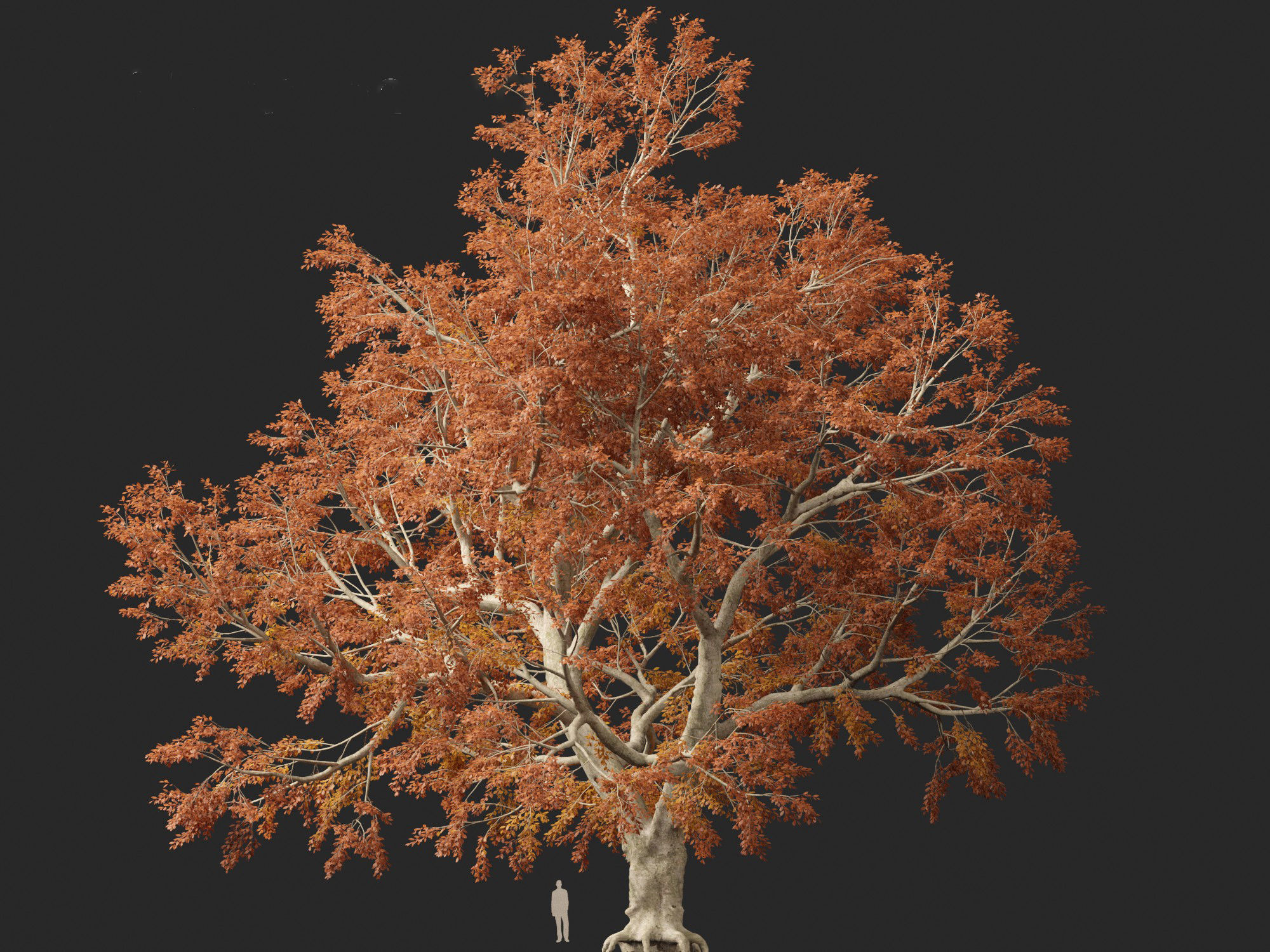 HighPoly - LowPoly - Fagus sylvatica - European beech 03 Low-poly 3D model_8