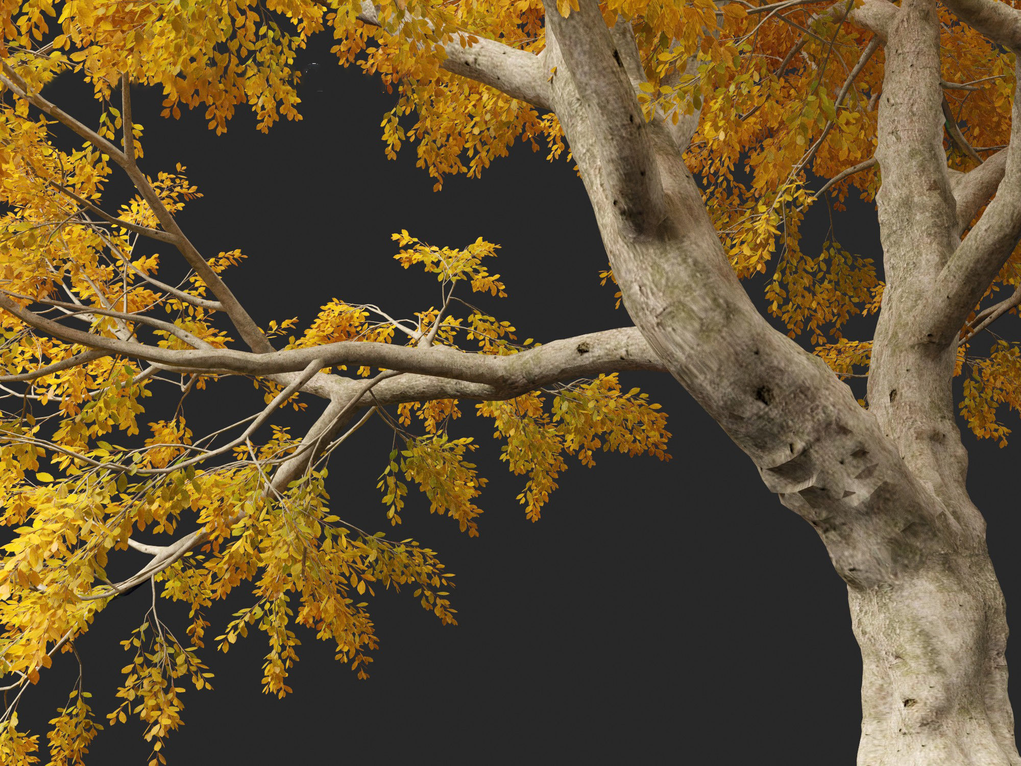 HighPoly - LowPoly - Fagus sylvatica - European beech 03 Low-poly 3D model_3
