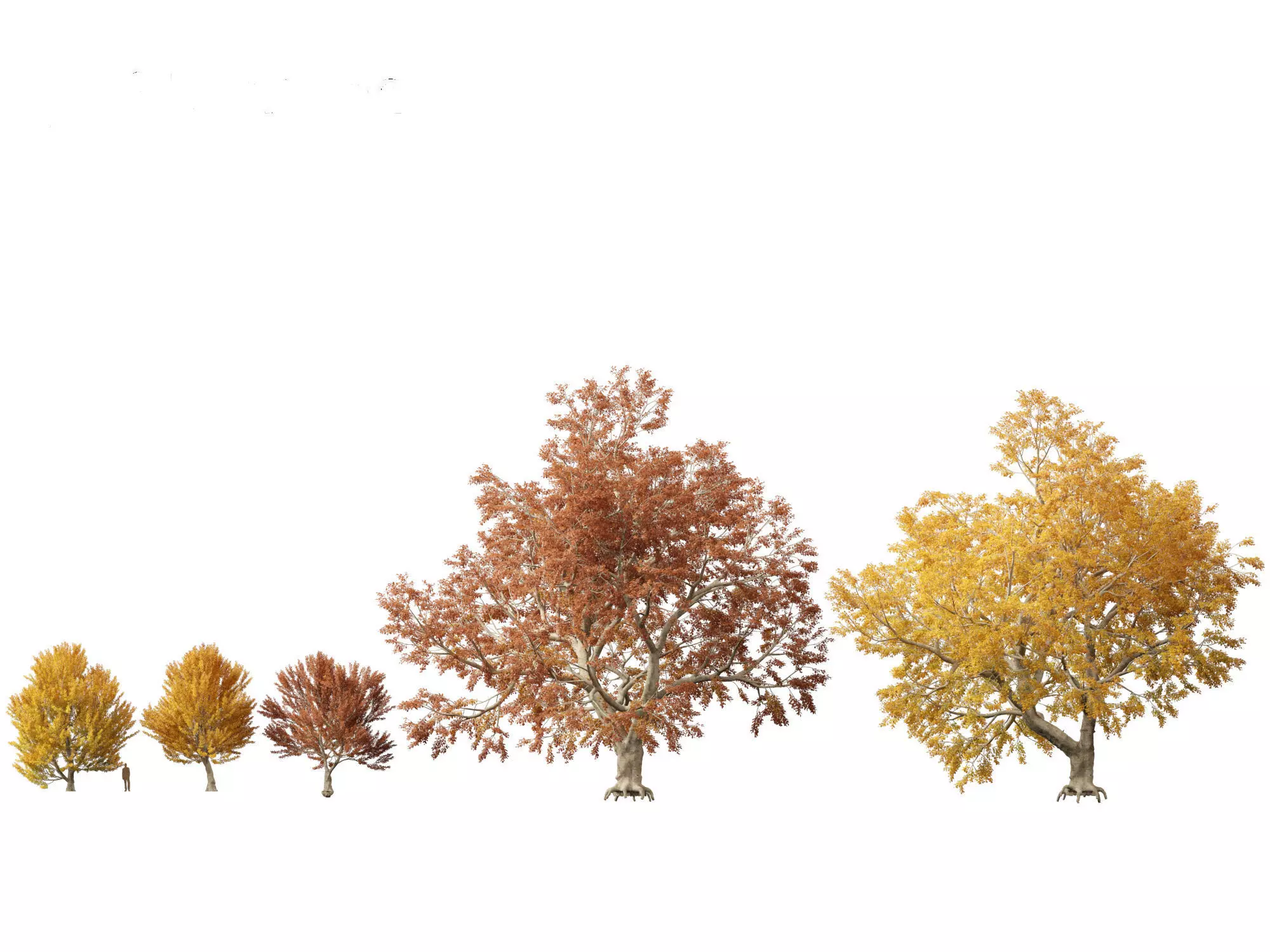 HighPoly - LowPoly - Fagus sylvatica - European beech 03 Low-poly 3D model_0