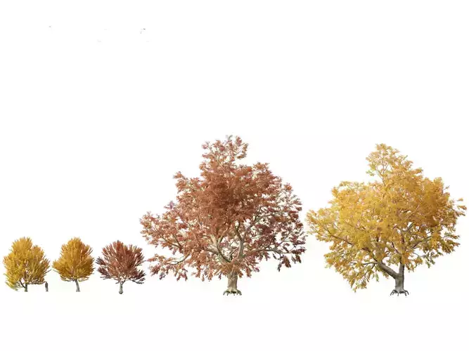HighPoly - LowPoly - Fagus sylvatica - European beech 03
