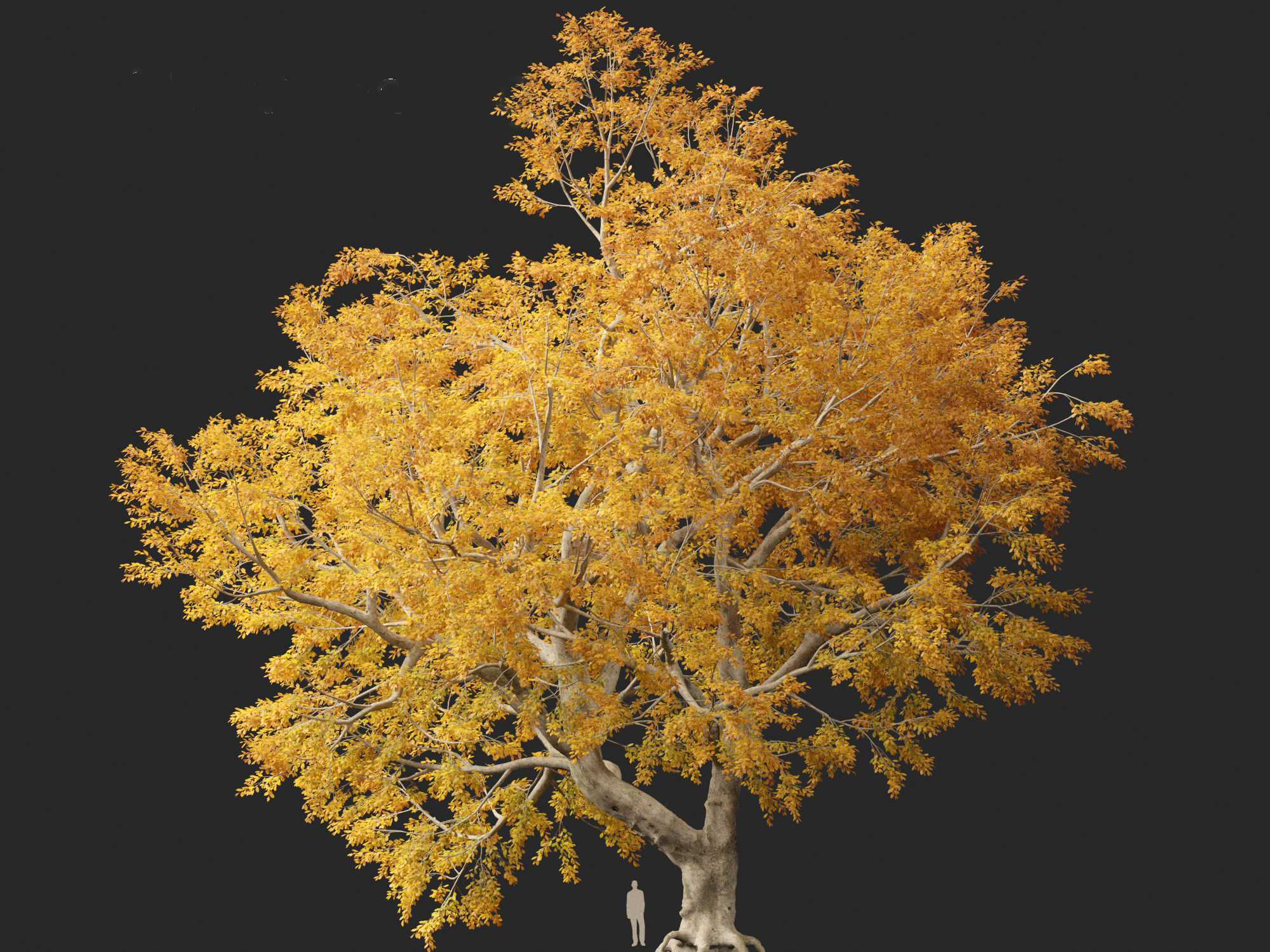 HighPoly - LowPoly - Fagus sylvatica - European beech 03 Low-poly 3D model_10