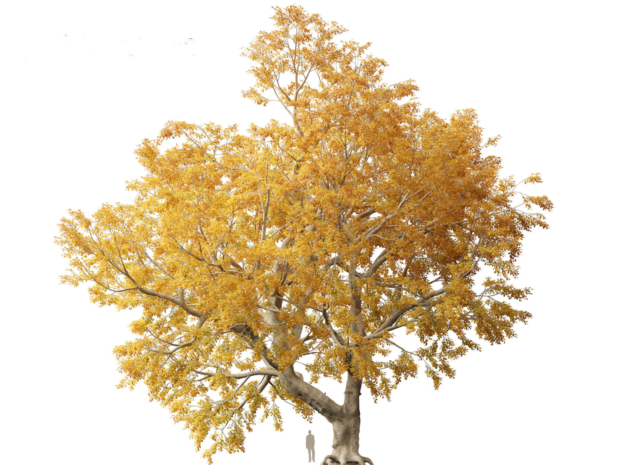 HighPoly - LowPoly - Fagus sylvatica - European beech 03 Low-poly 3D model_9