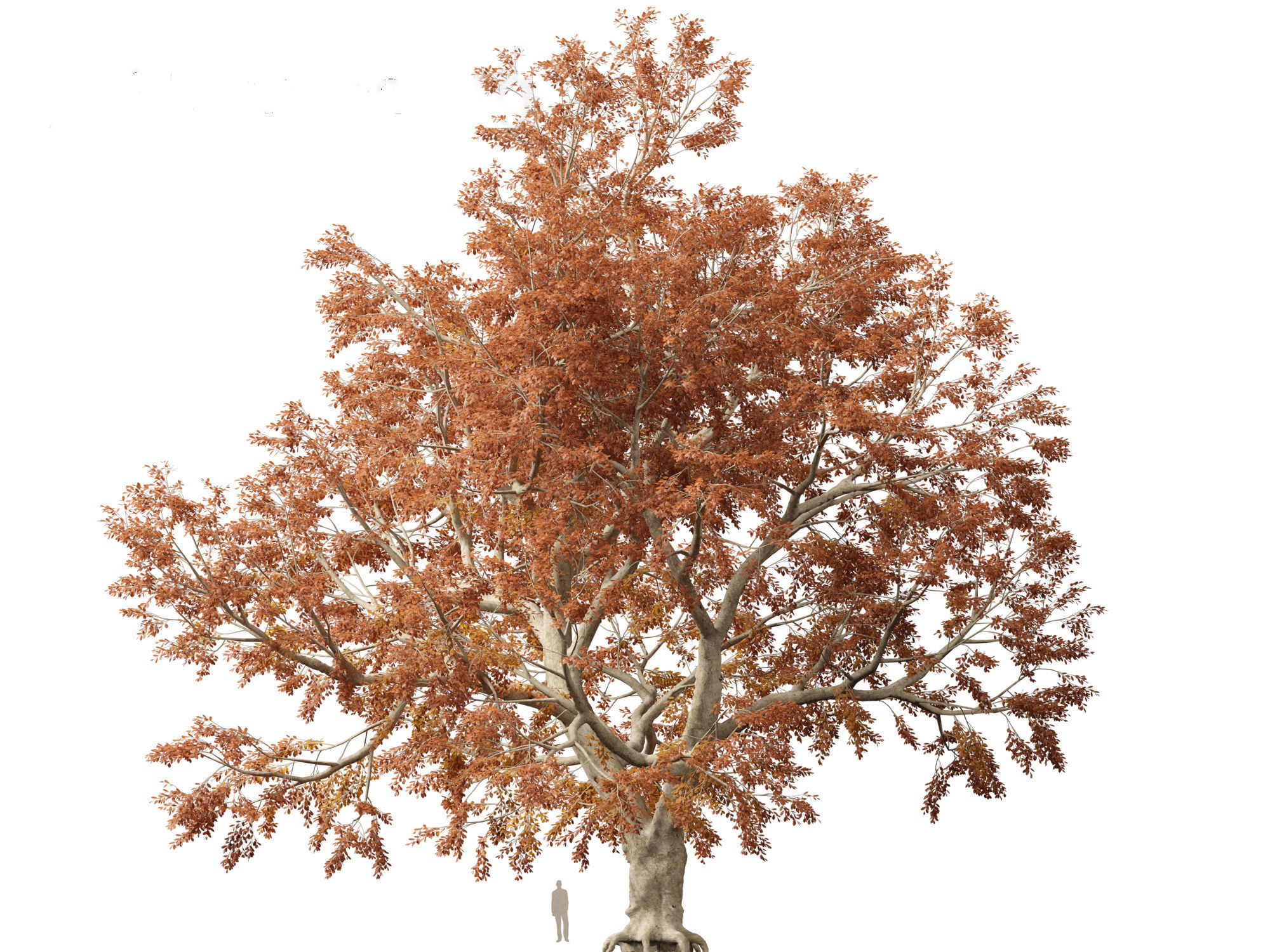 HighPoly - LowPoly - Fagus sylvatica - European beech 03 Low-poly 3D model_7