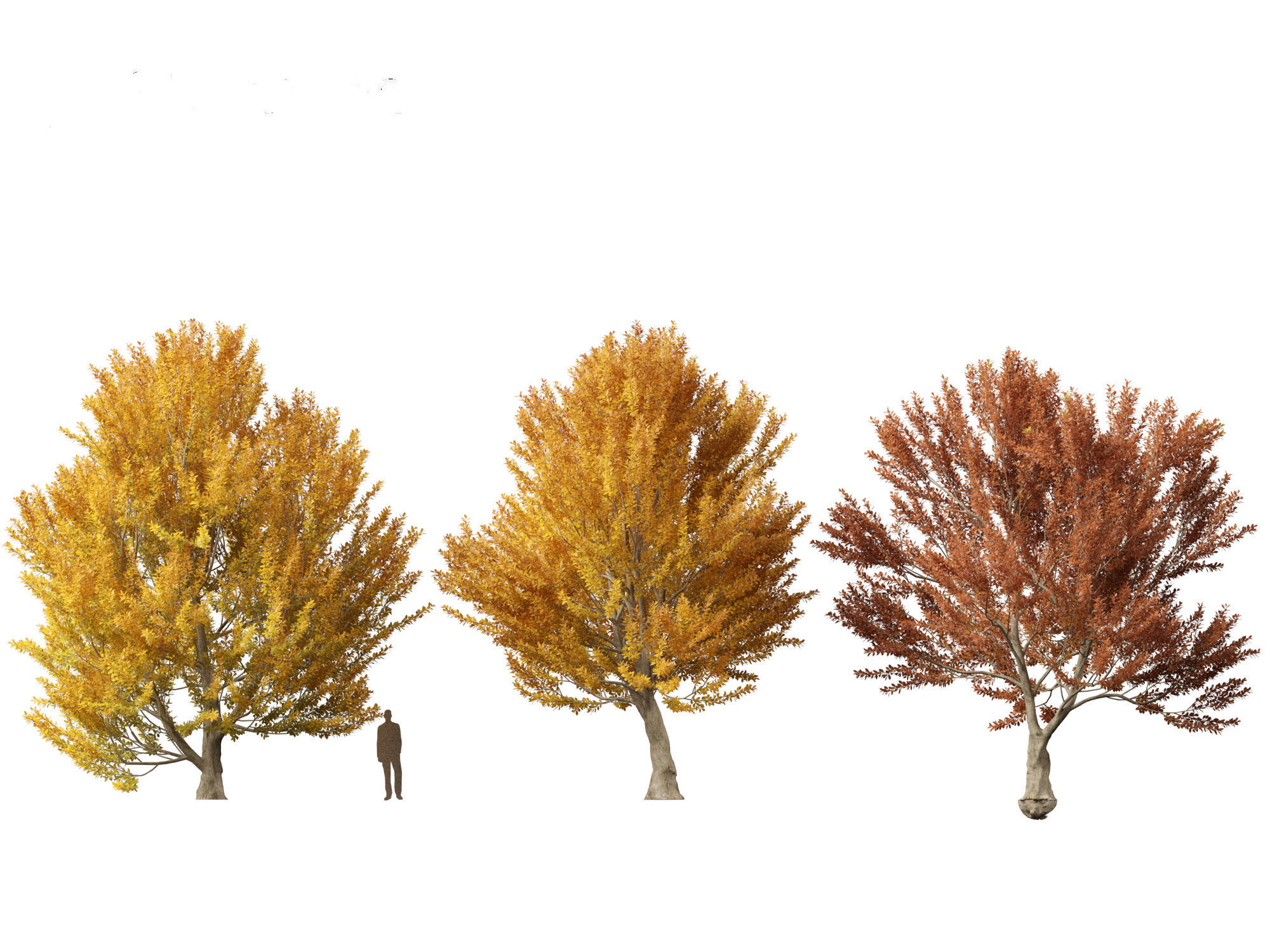 HighPoly - LowPoly - Fagus sylvatica - European beech 03 Low-poly 3D model_5