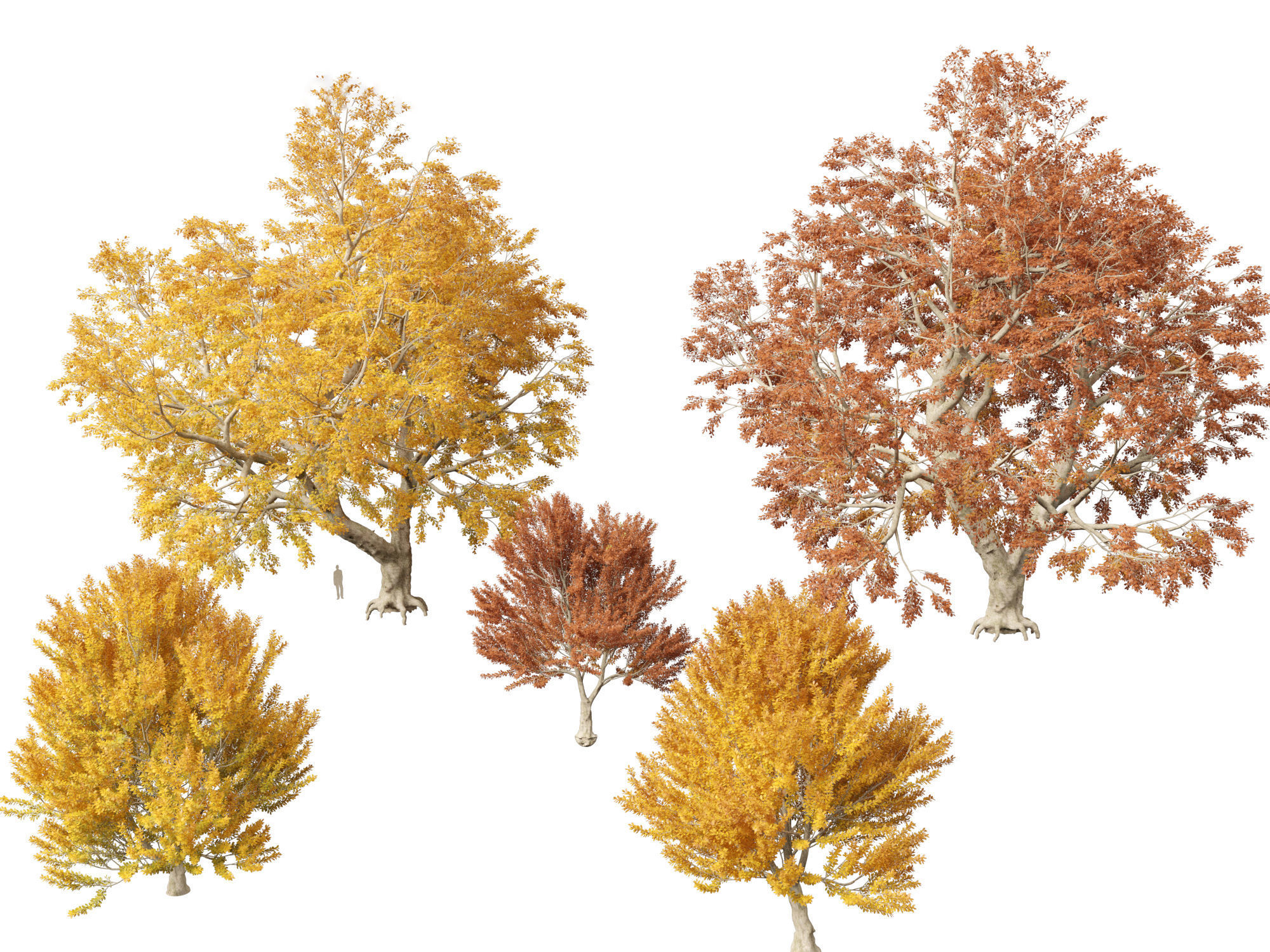 HighPoly - LowPoly - Fagus sylvatica - European beech 03 Low-poly 3D model_11