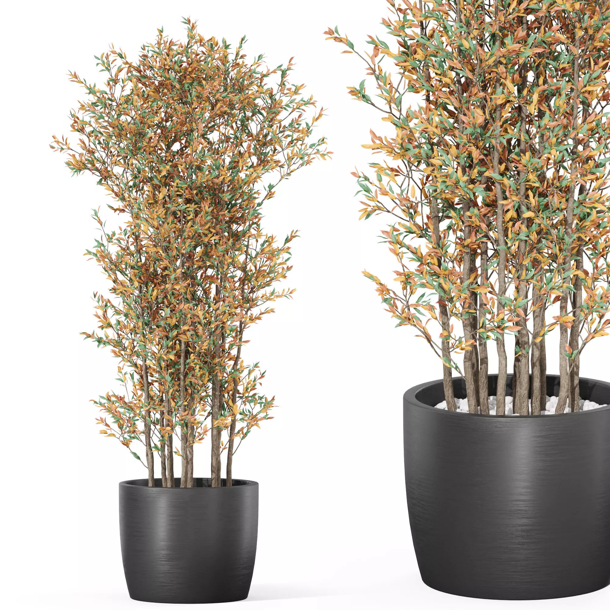 Plants collection 1014 3D model