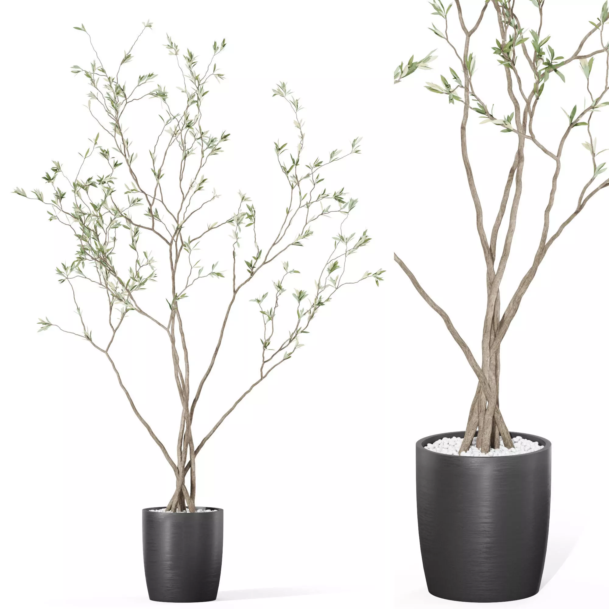 Plants collection 1015 3D model