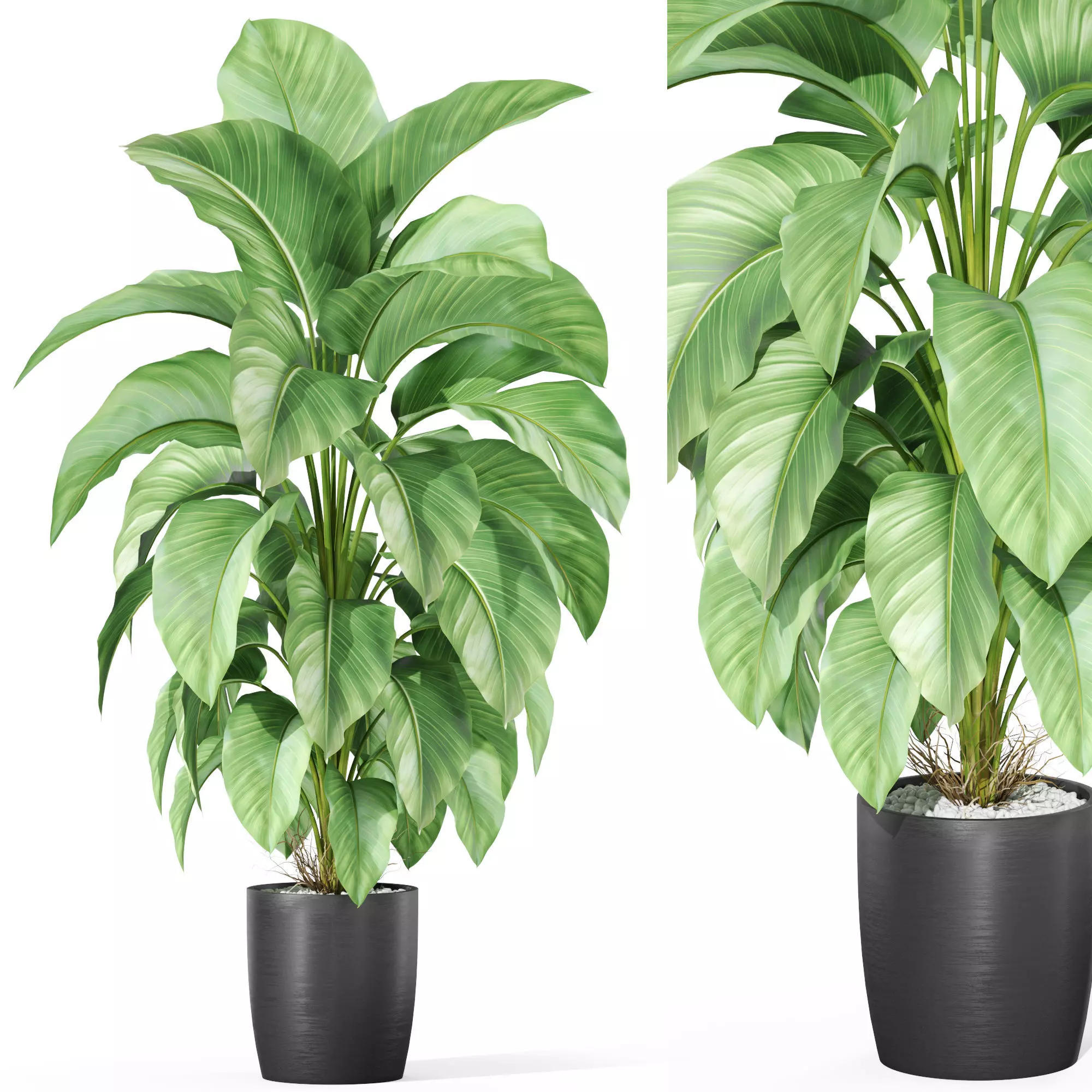 Plants collection 1016 3D model