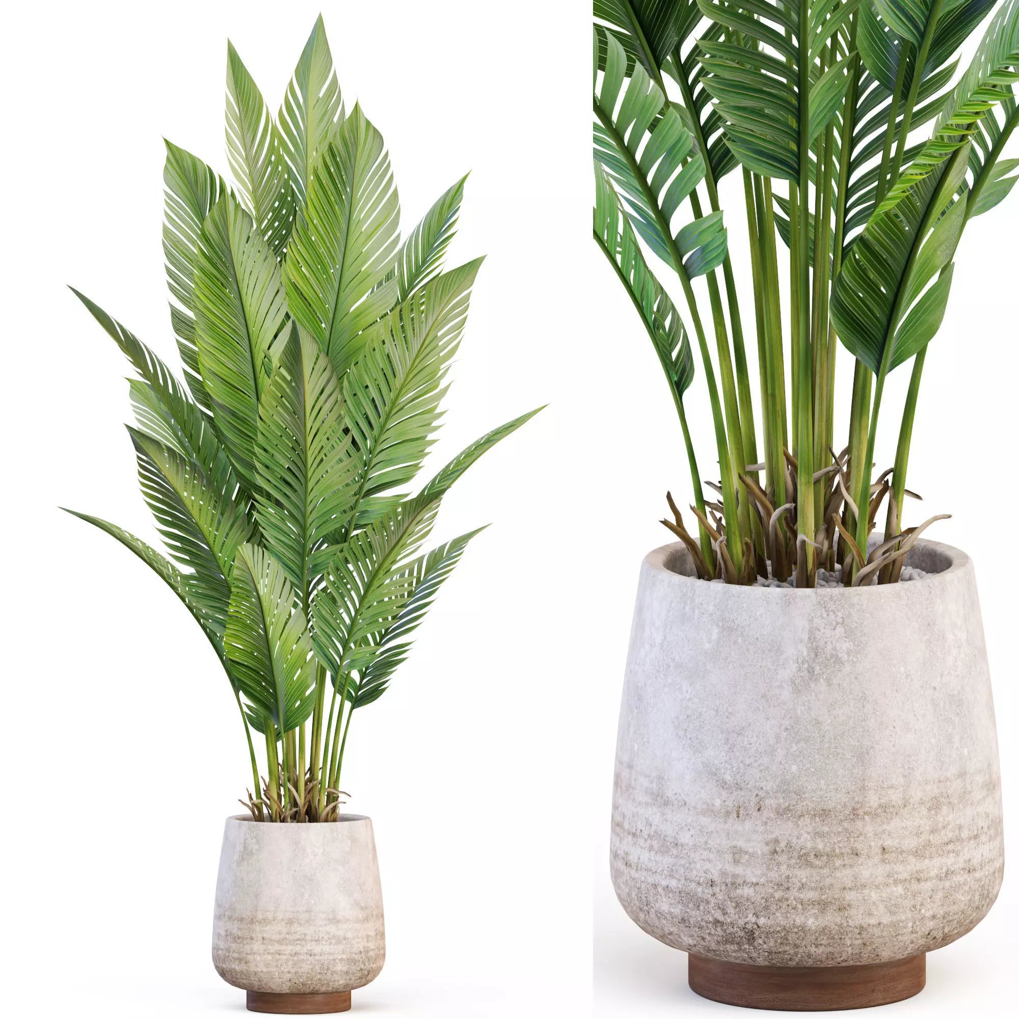 Plants collection 1018 3D model