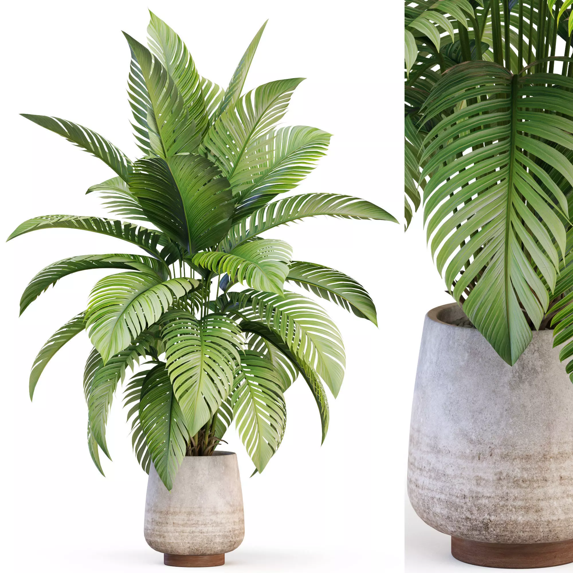 Plants collection 1019 3D model