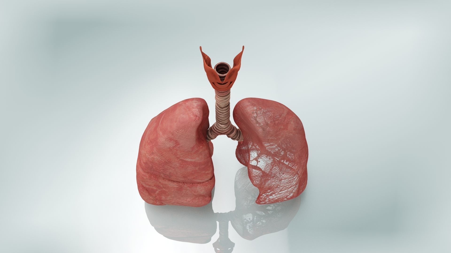 Lungs with bronchial tree 3D model_4