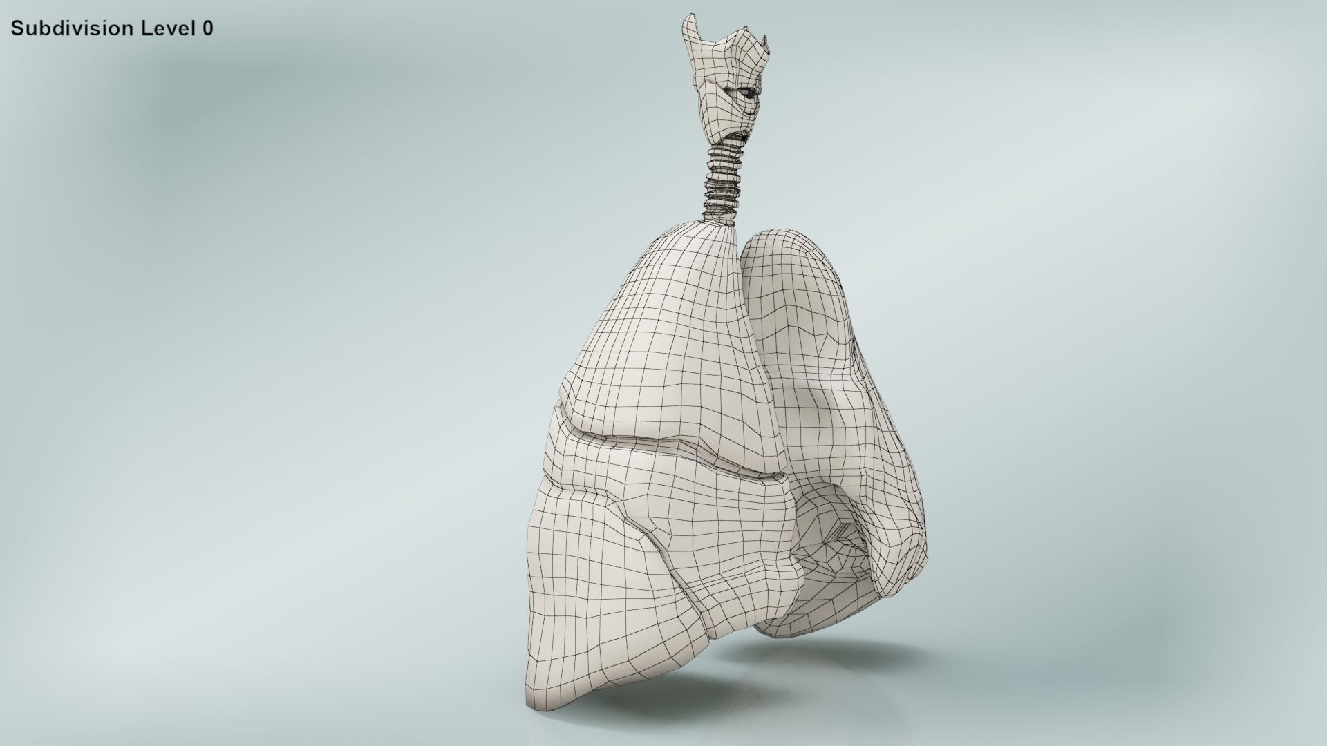 Lungs with bronchial tree 3D model_26