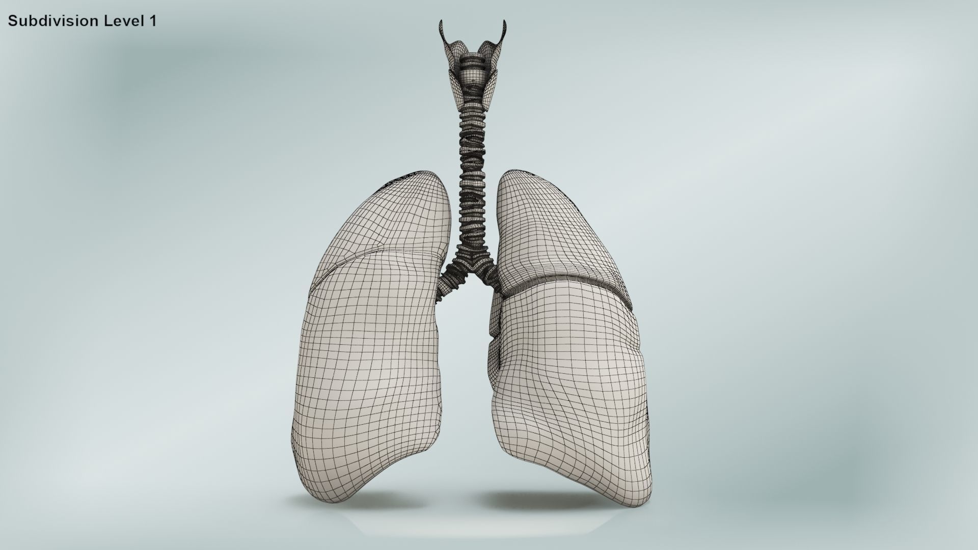 Lungs with bronchial tree 3D model_29