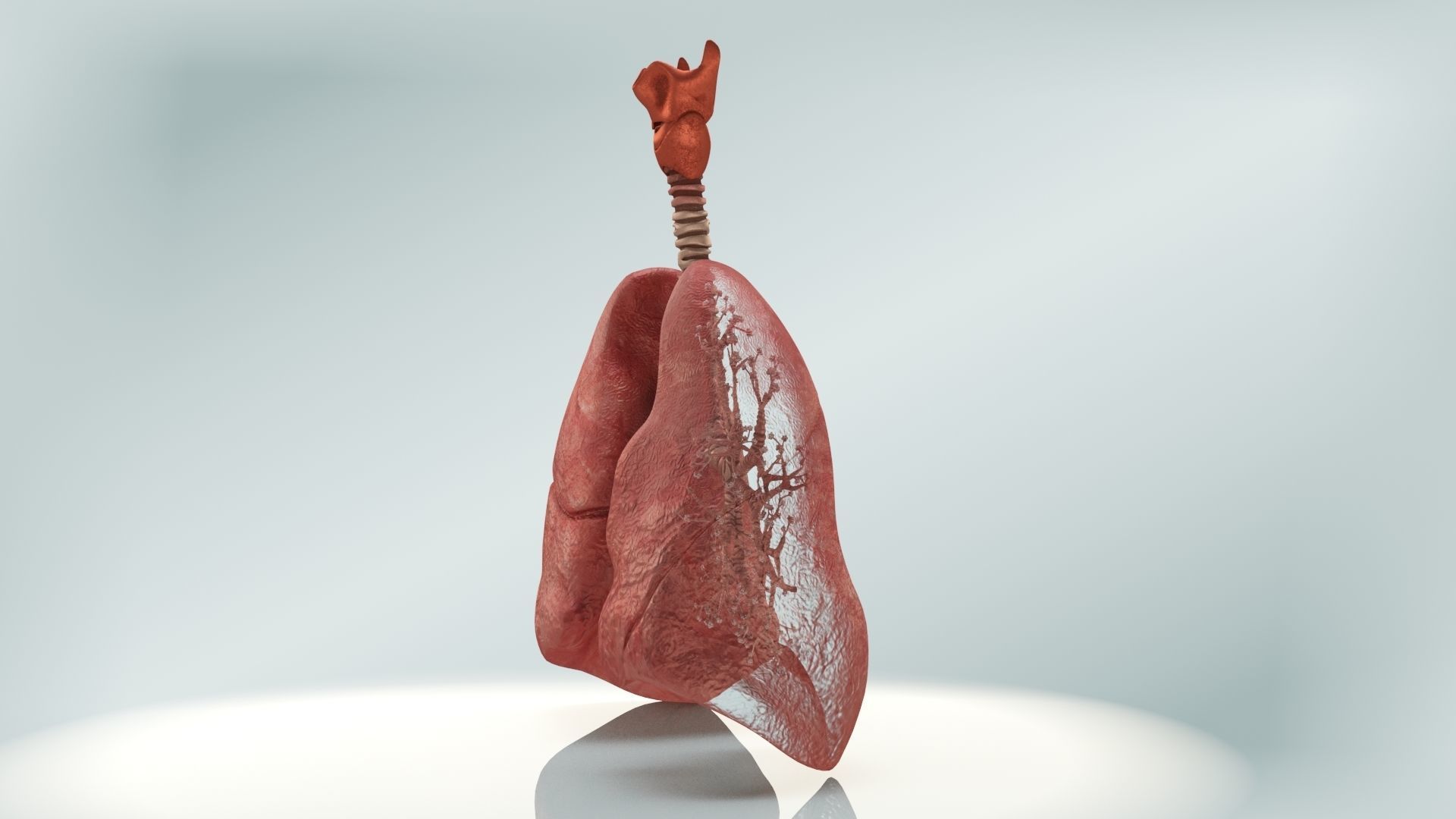Lungs with bronchial tree 3D model_5