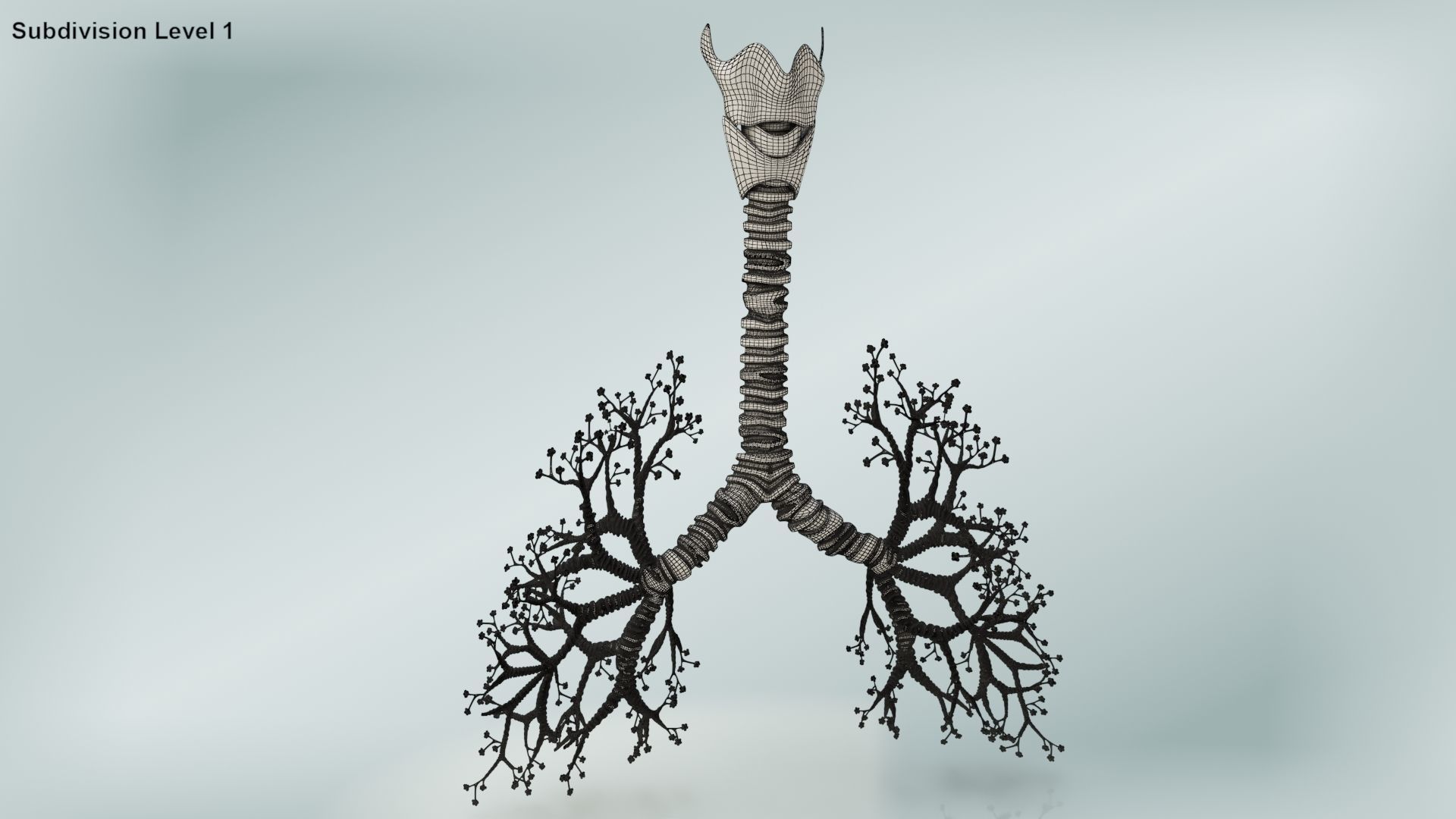 Lungs with bronchial tree 3D model_19