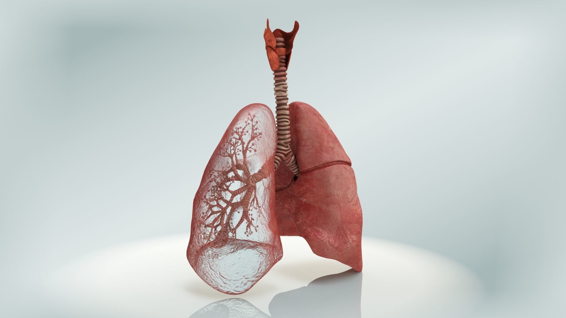 Lungs with bronchial tree 3D model_3