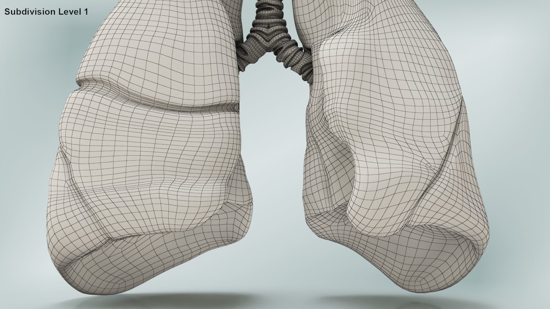 Lungs with bronchial tree 3D model_21