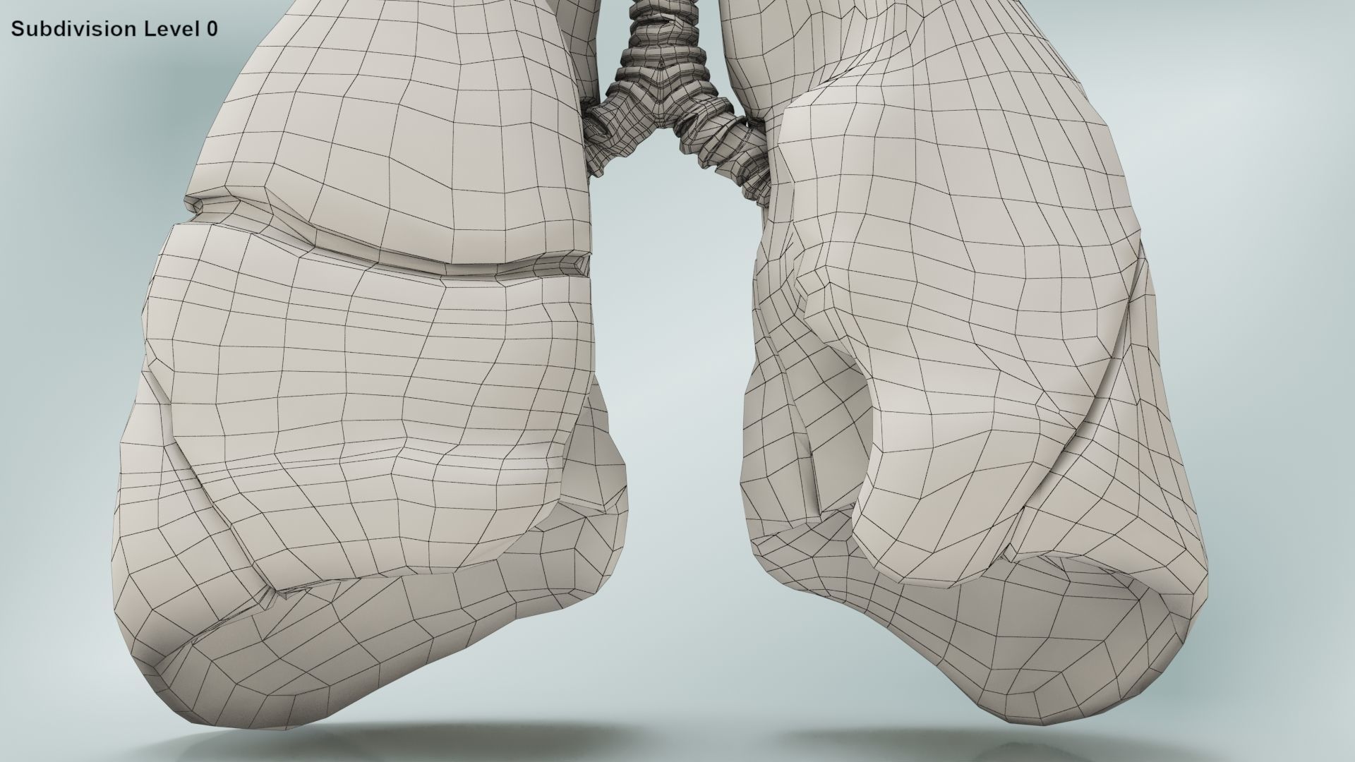 Lungs with bronchial tree 3D model_20
