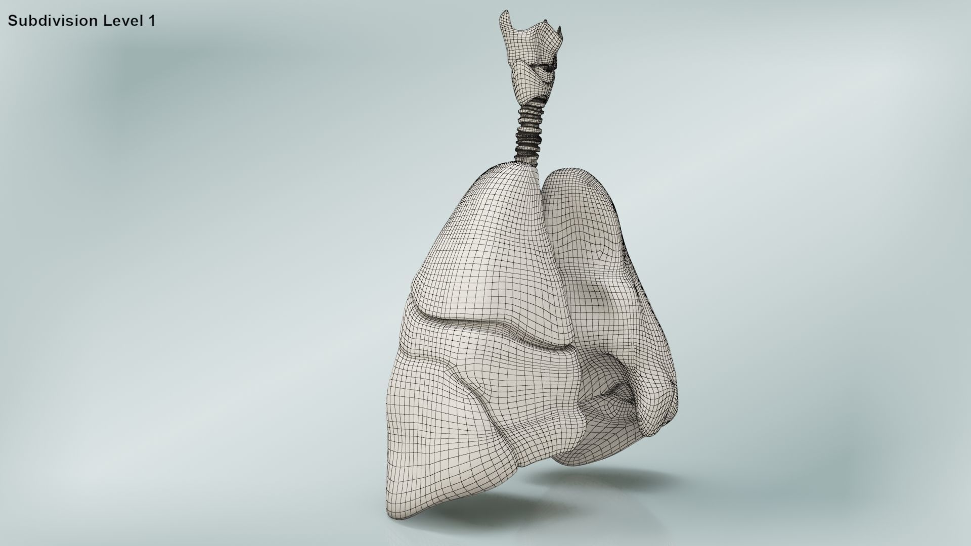 Lungs with bronchial tree 3D model_27