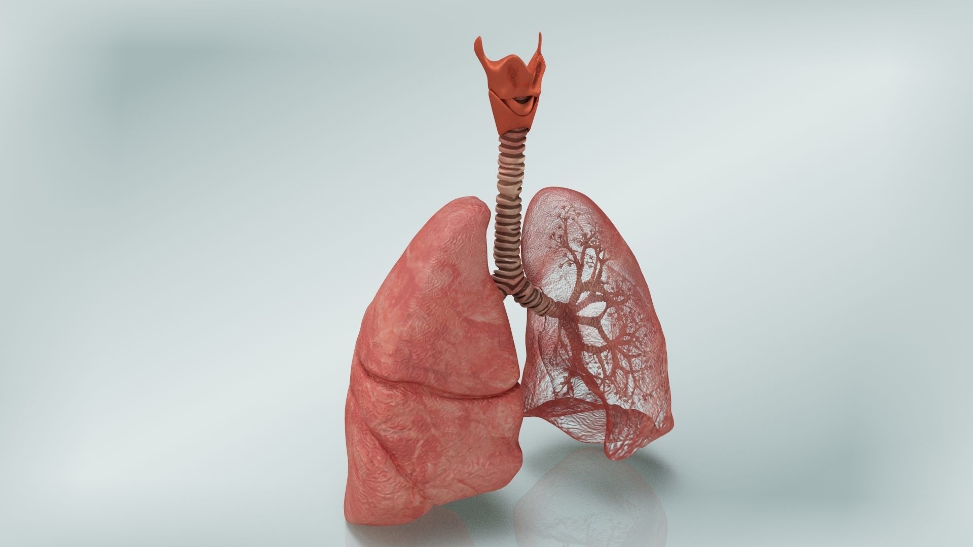 Lungs with bronchial tree 3D model_2