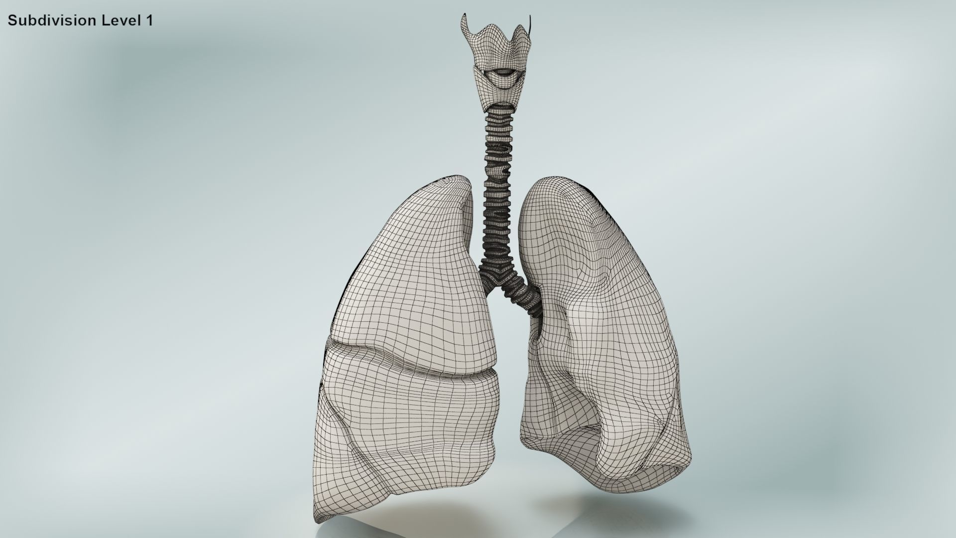 Lungs with bronchial tree 3D model_17