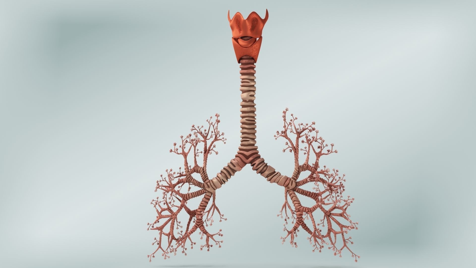 Lungs with bronchial tree 3D model_8
