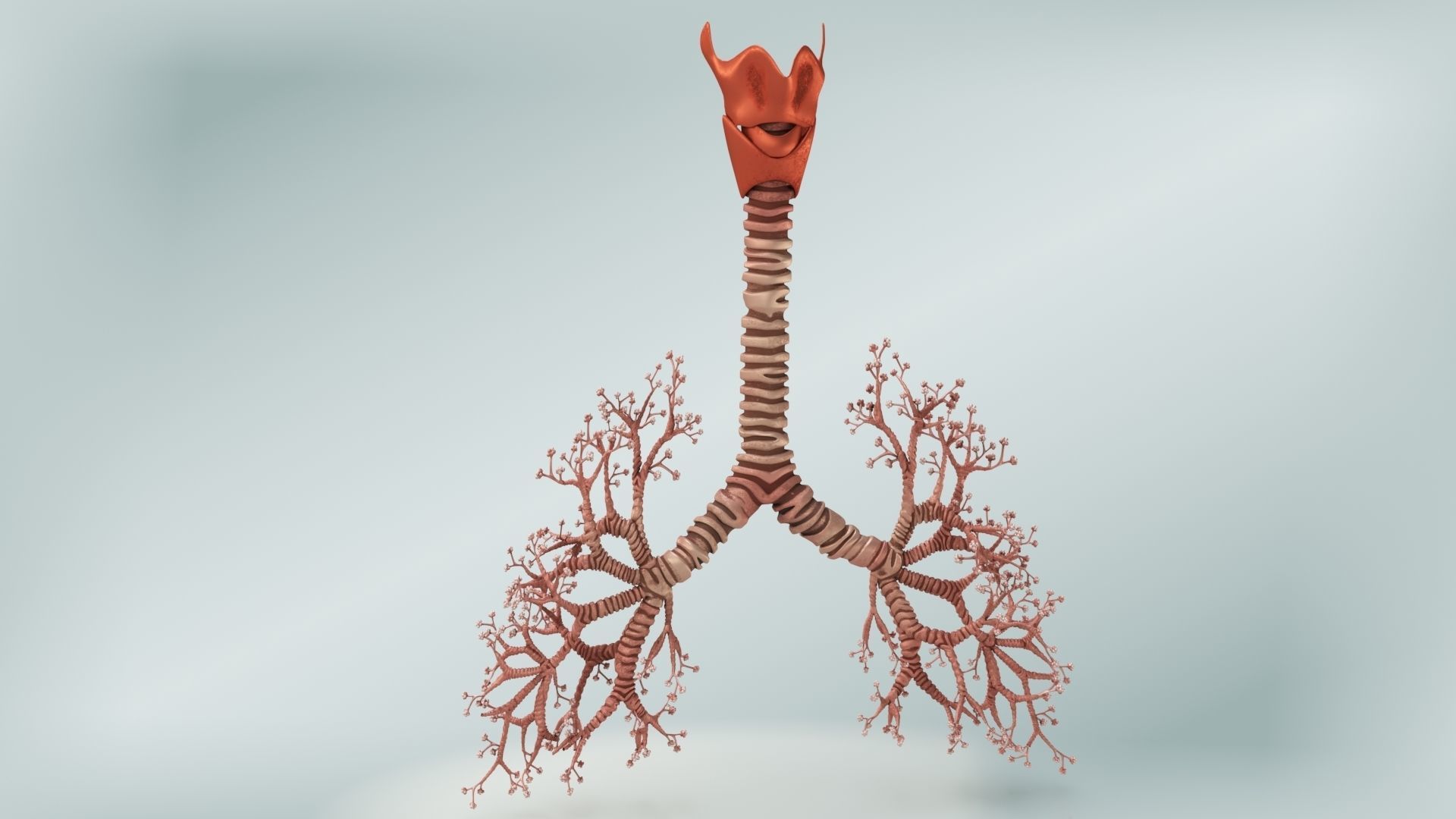 Lungs with bronchial tree 3D model_7