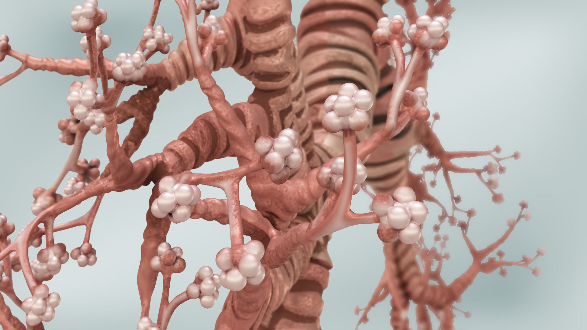 Lungs with bronchial tree 3D model_10
