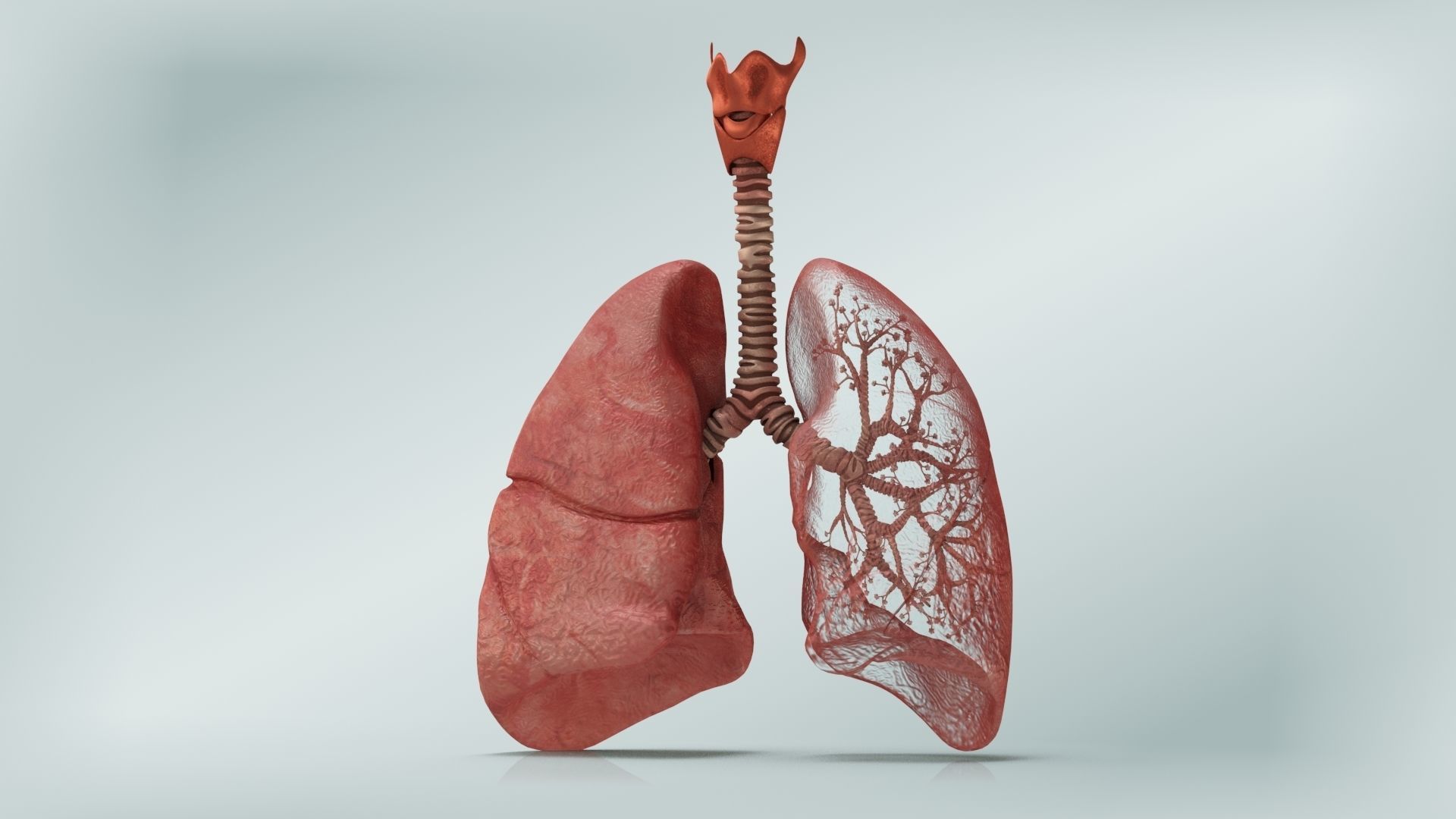 Lungs with bronchial tree 3D model_1