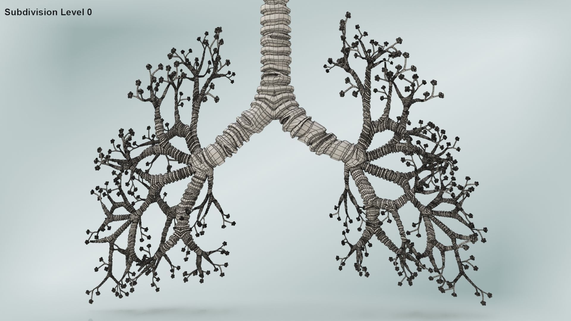 Lungs with bronchial tree 3D model_24