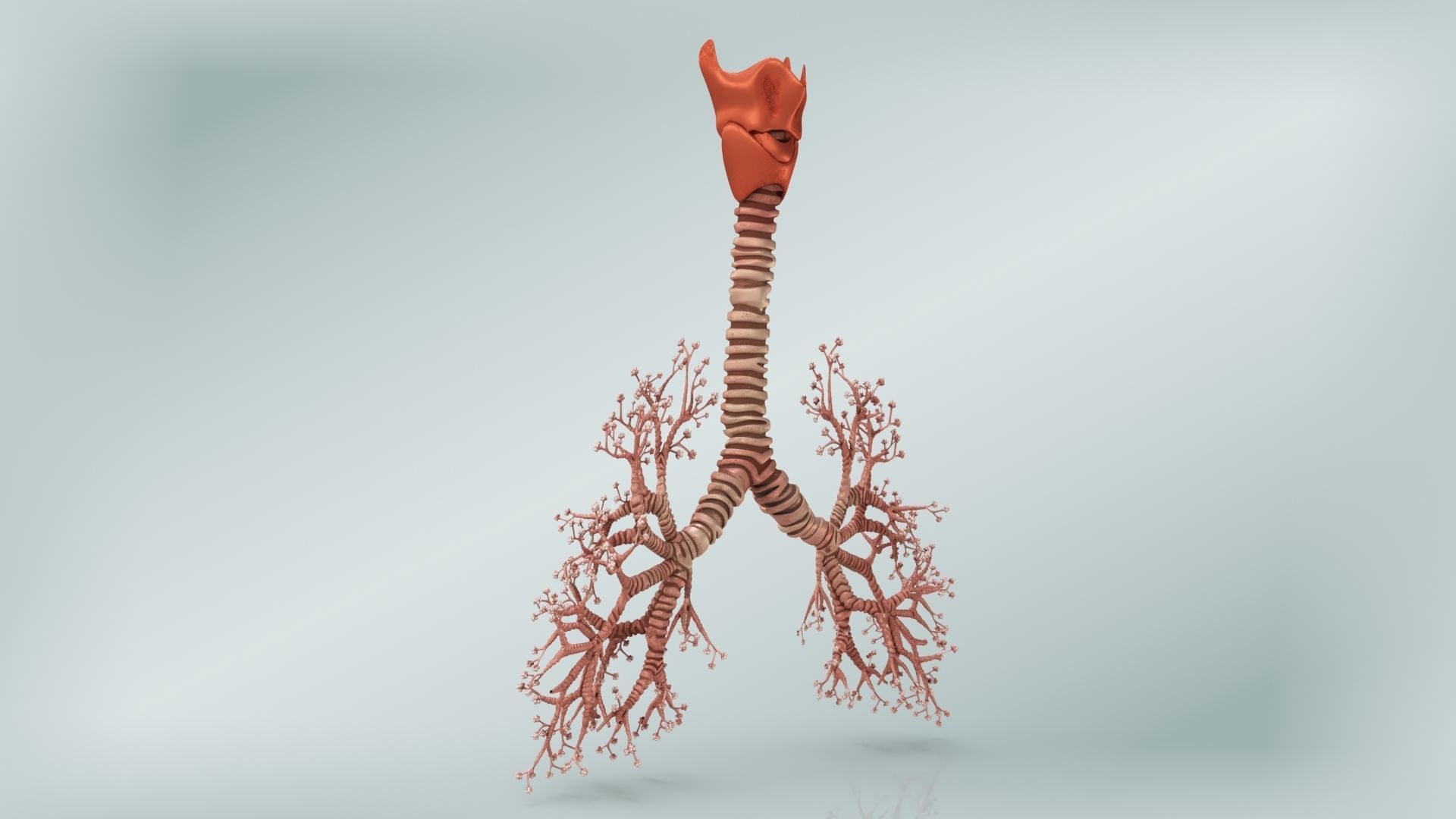 Lungs with bronchial tree 3D model_6