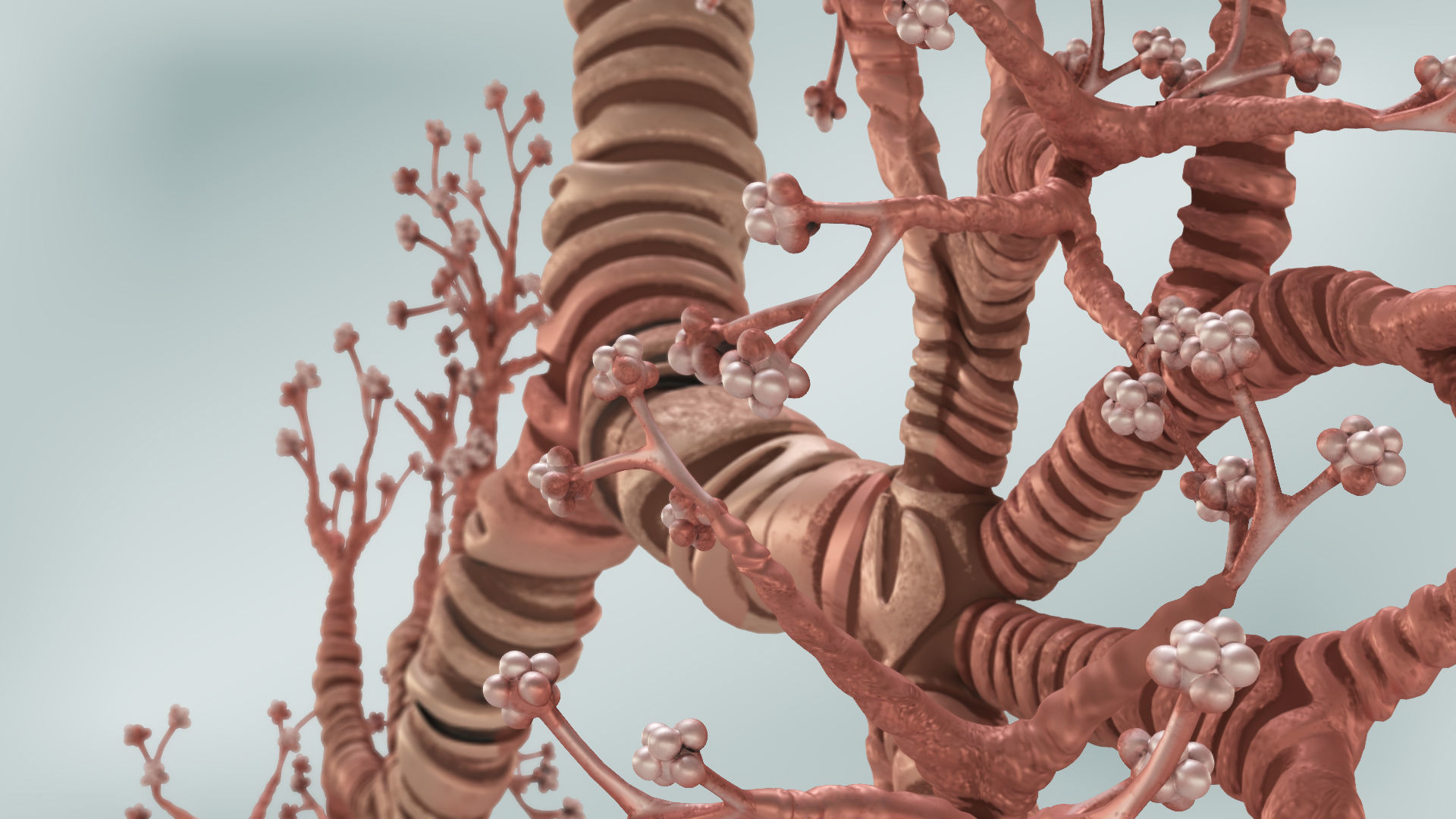 Lungs with bronchial tree 3D model_11