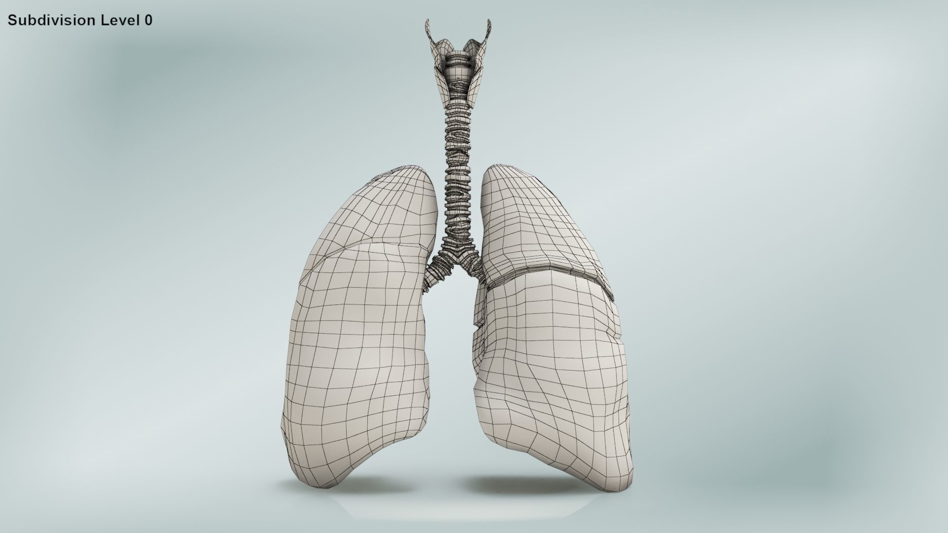 Lungs with bronchial tree 3D model_28