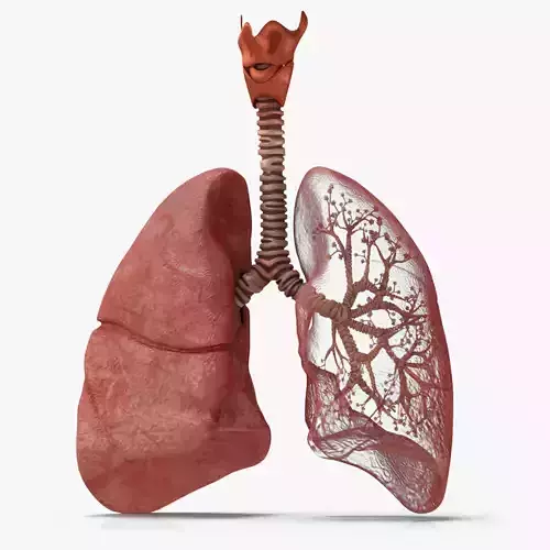 Lungs with bronchial tree 3D model