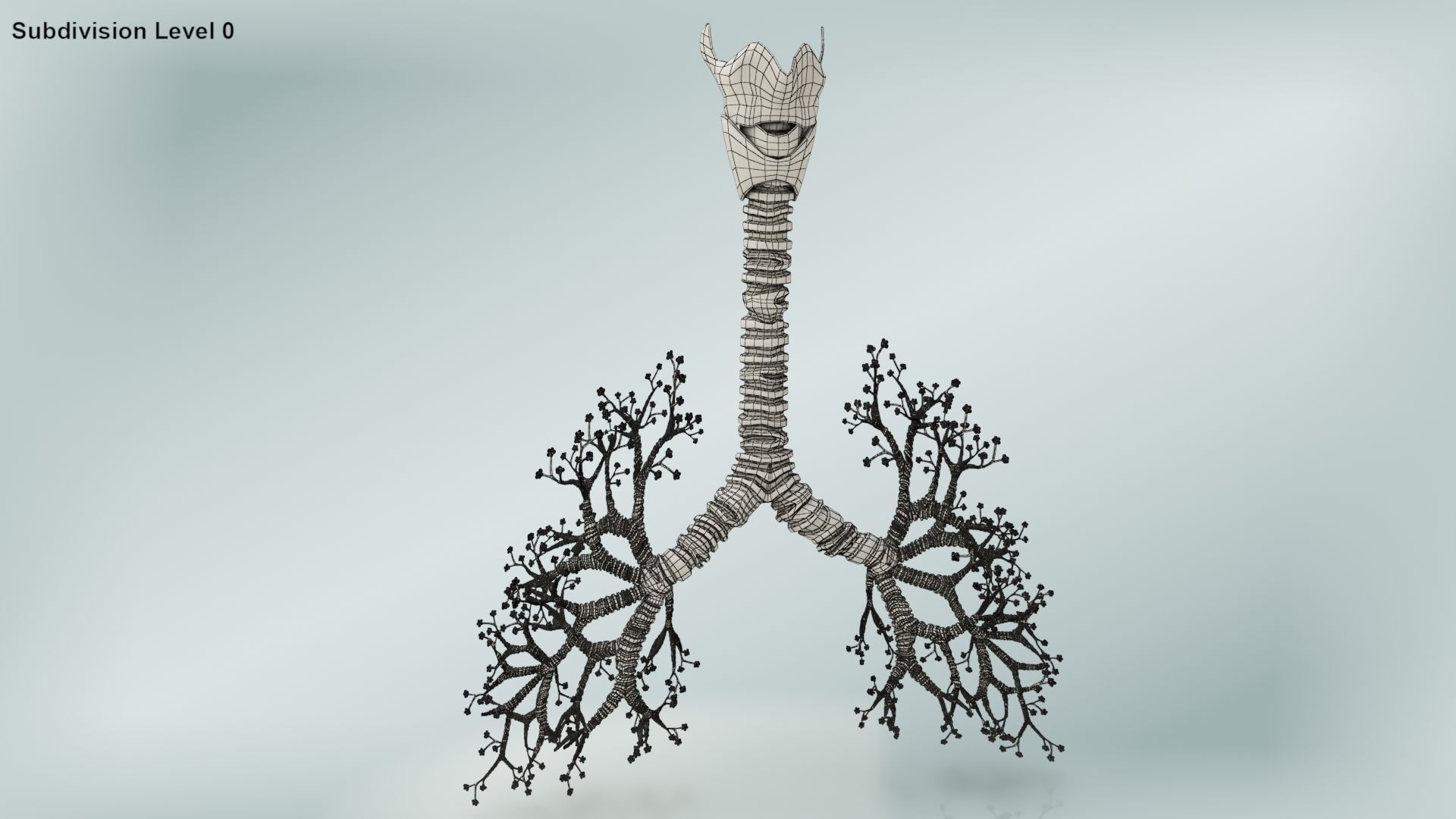 Lungs with bronchial tree 3D model_18