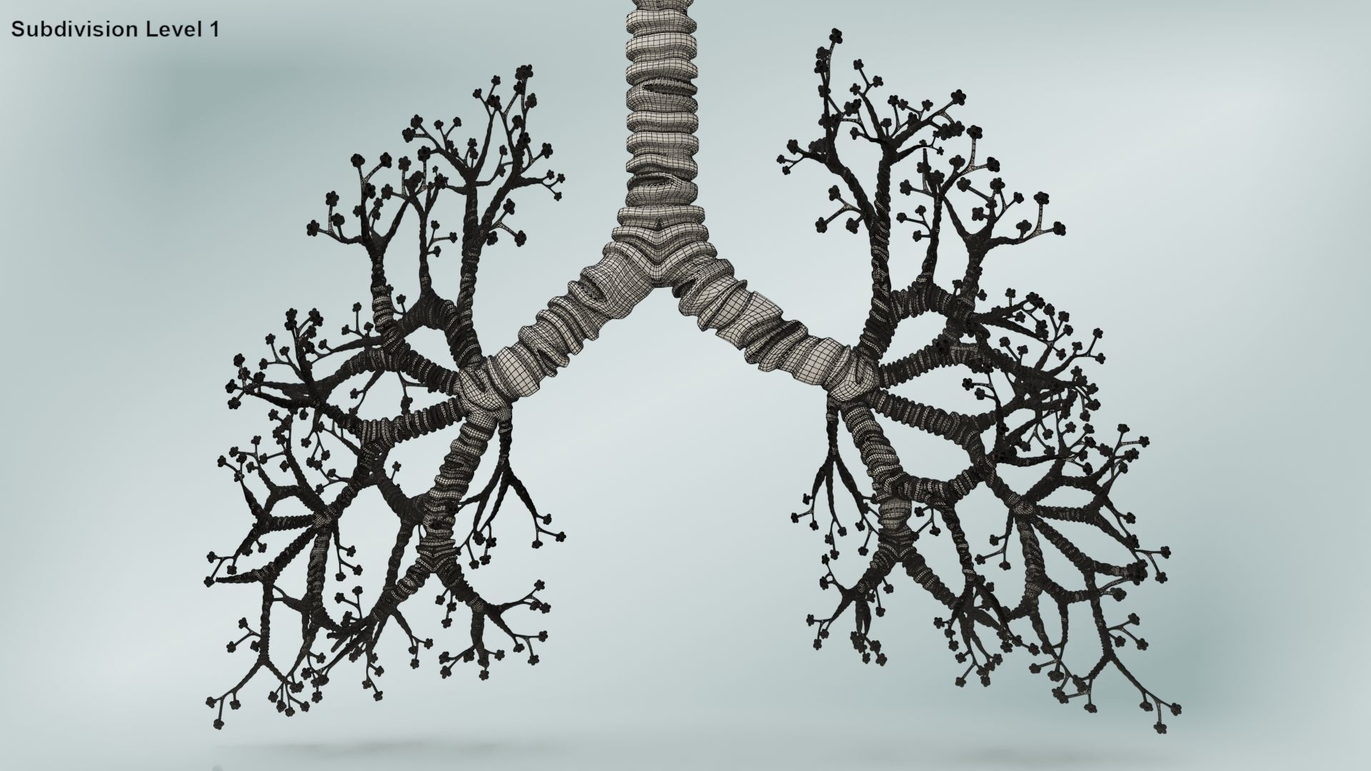 Lungs with bronchial tree 3D model_25