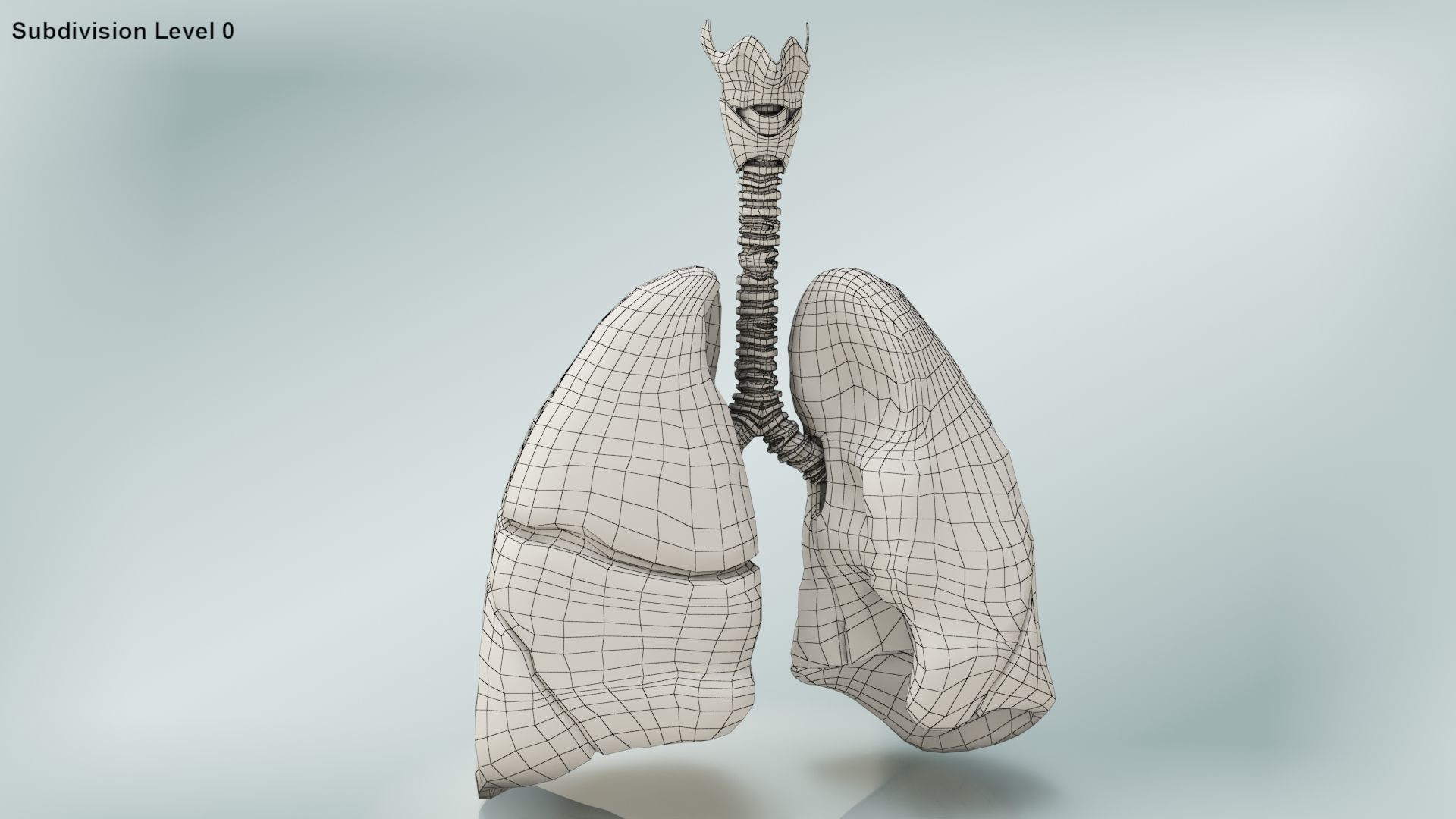 Lungs with bronchial tree 3D model_16